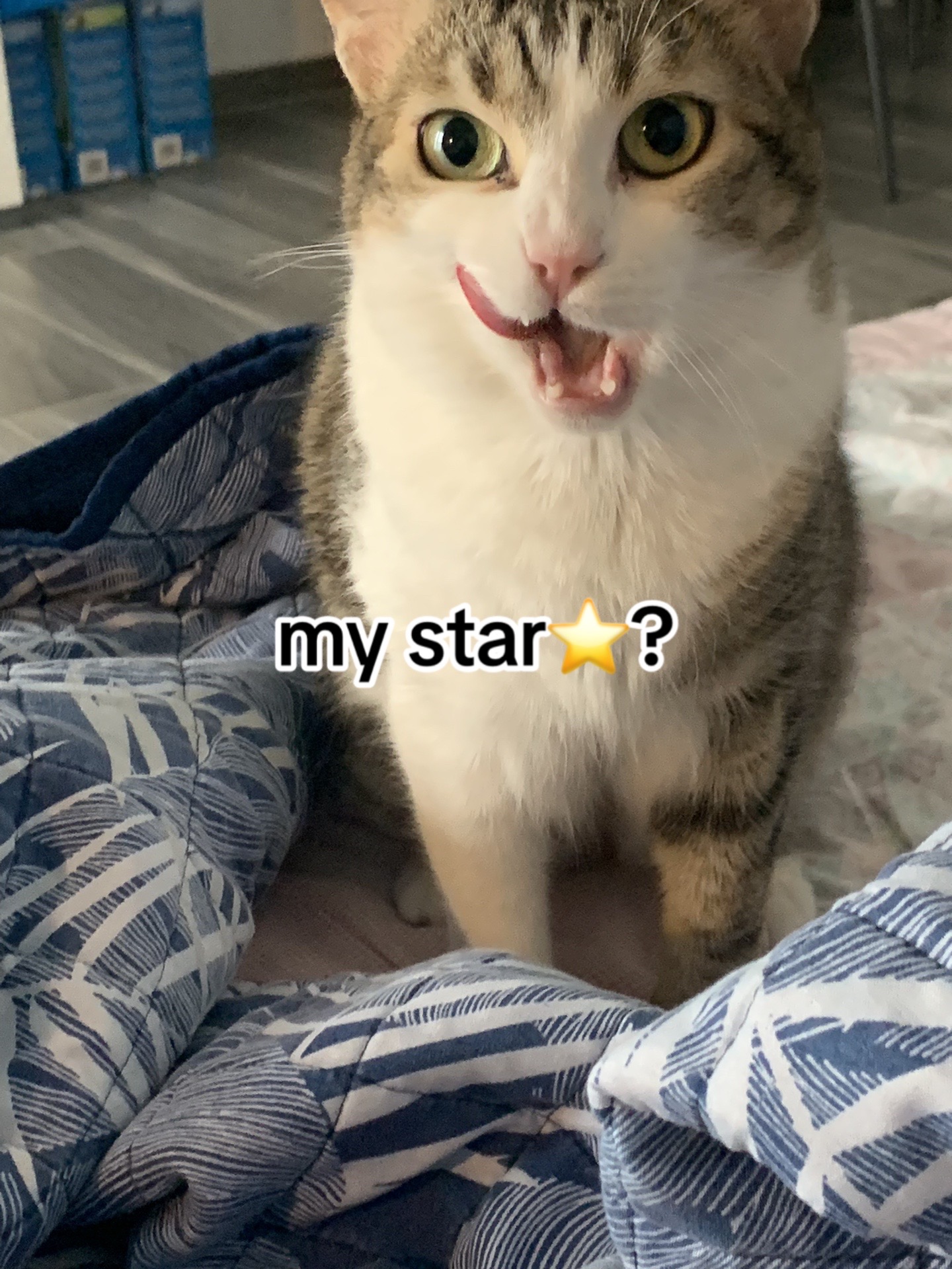 @🦔
