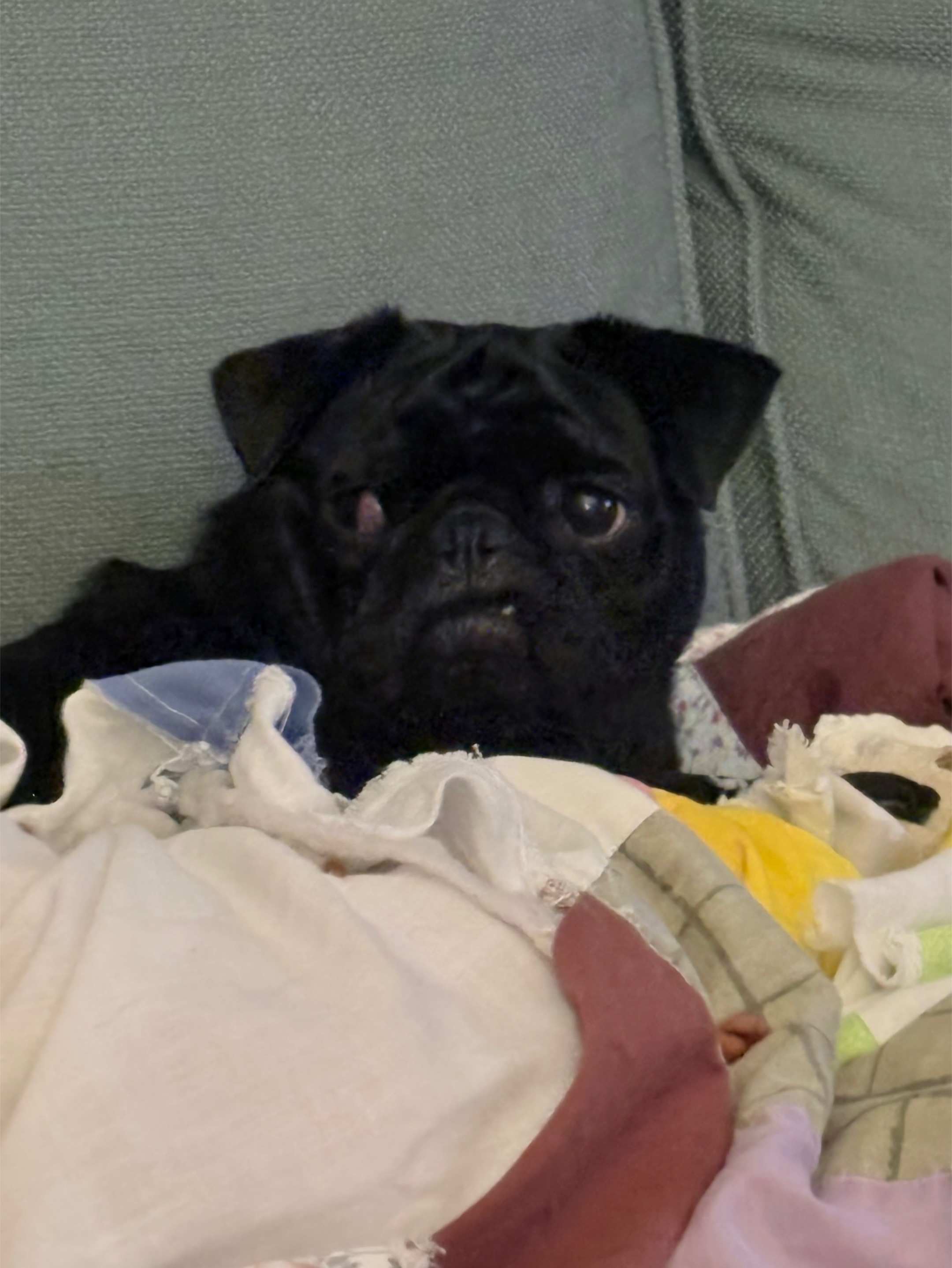 @ThreeCrustyPugs