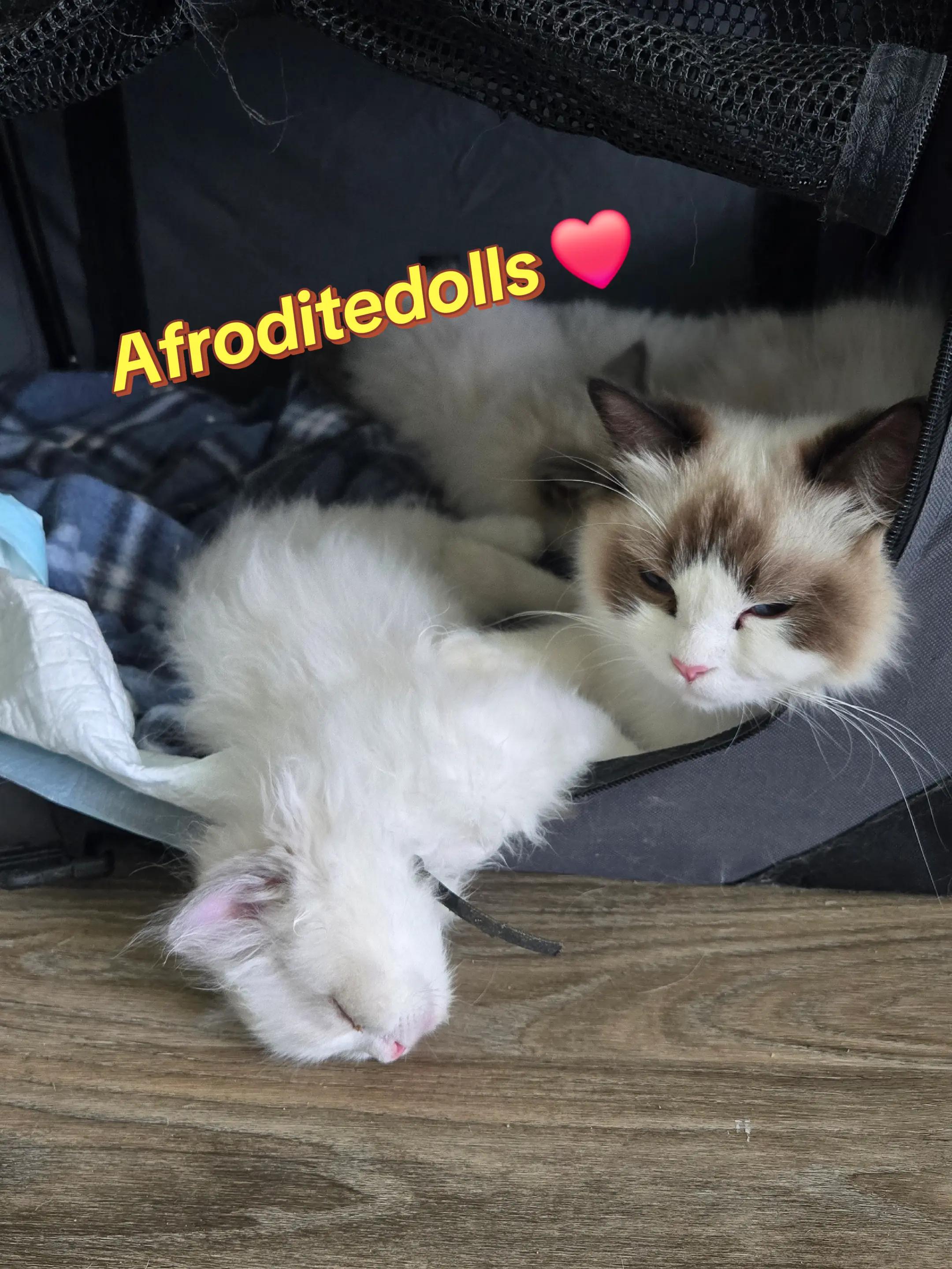 @AfroditeRagdolls💖