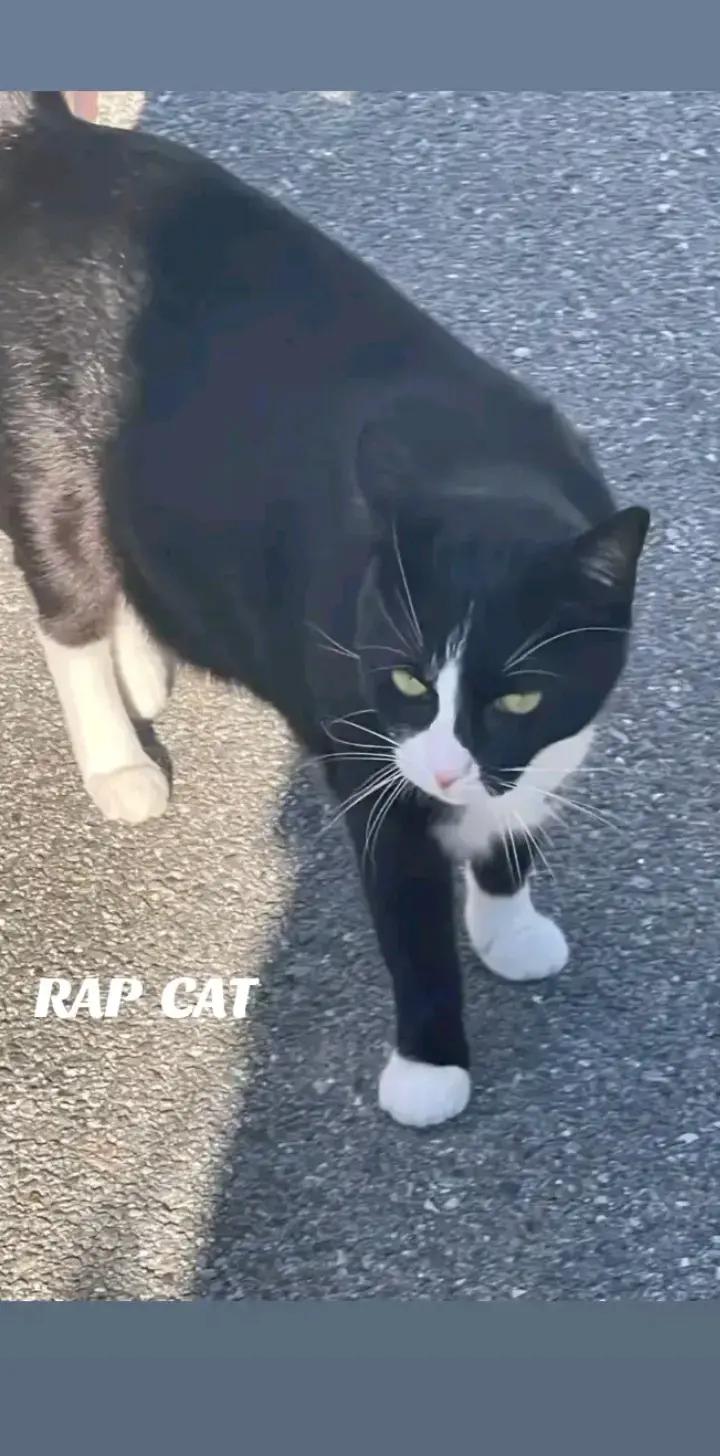 @RAP CAT
