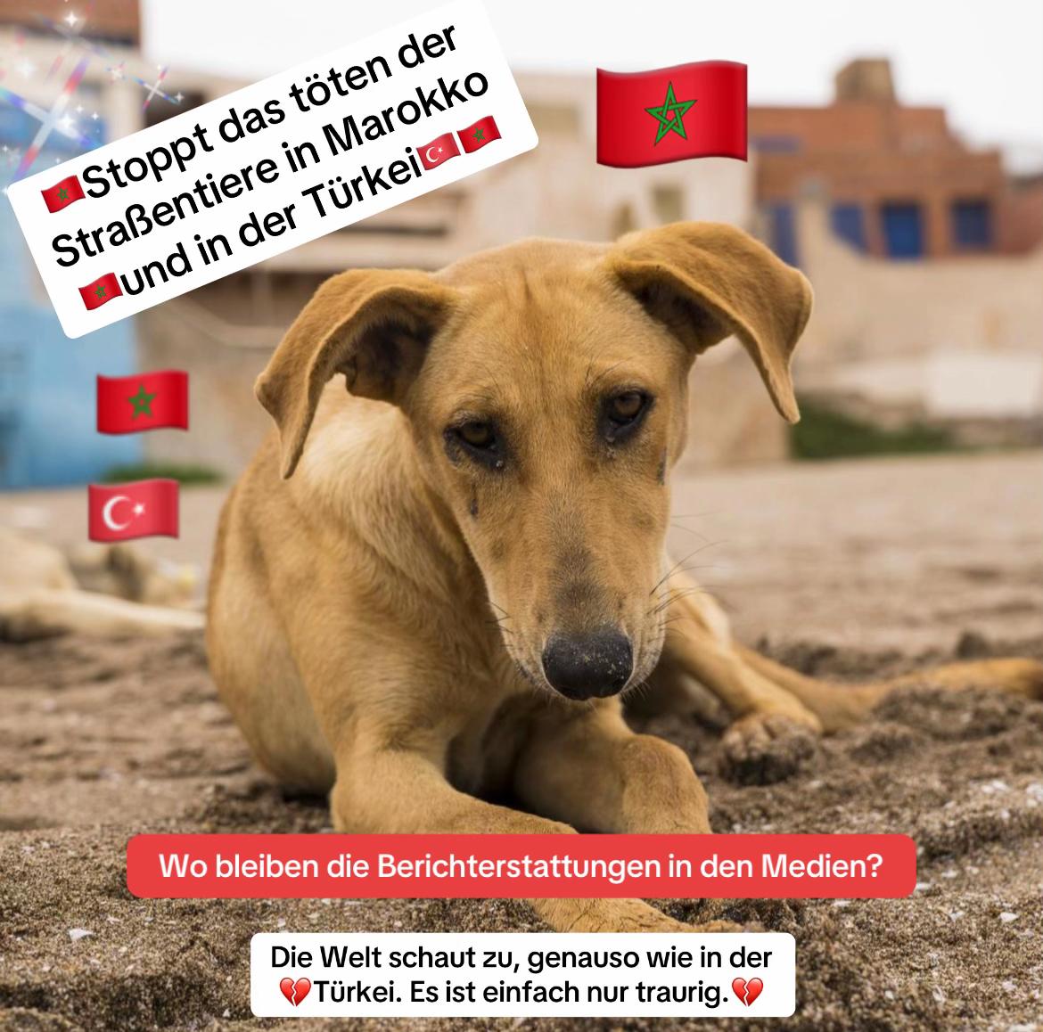 @Lua Team🐈🐕🦺Löwenherz❤️🦁