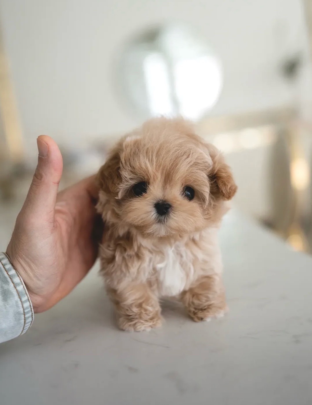 @Aloha Teacup Puppies
