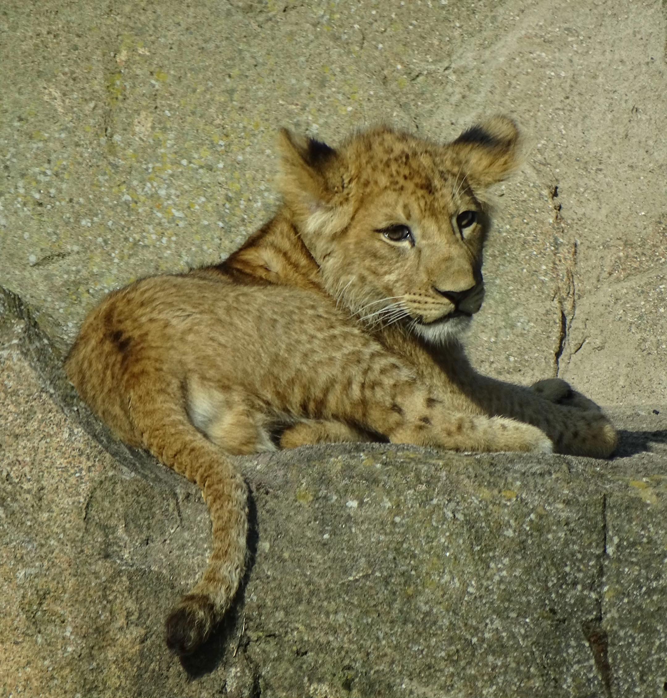 @Animals Travel Adventures