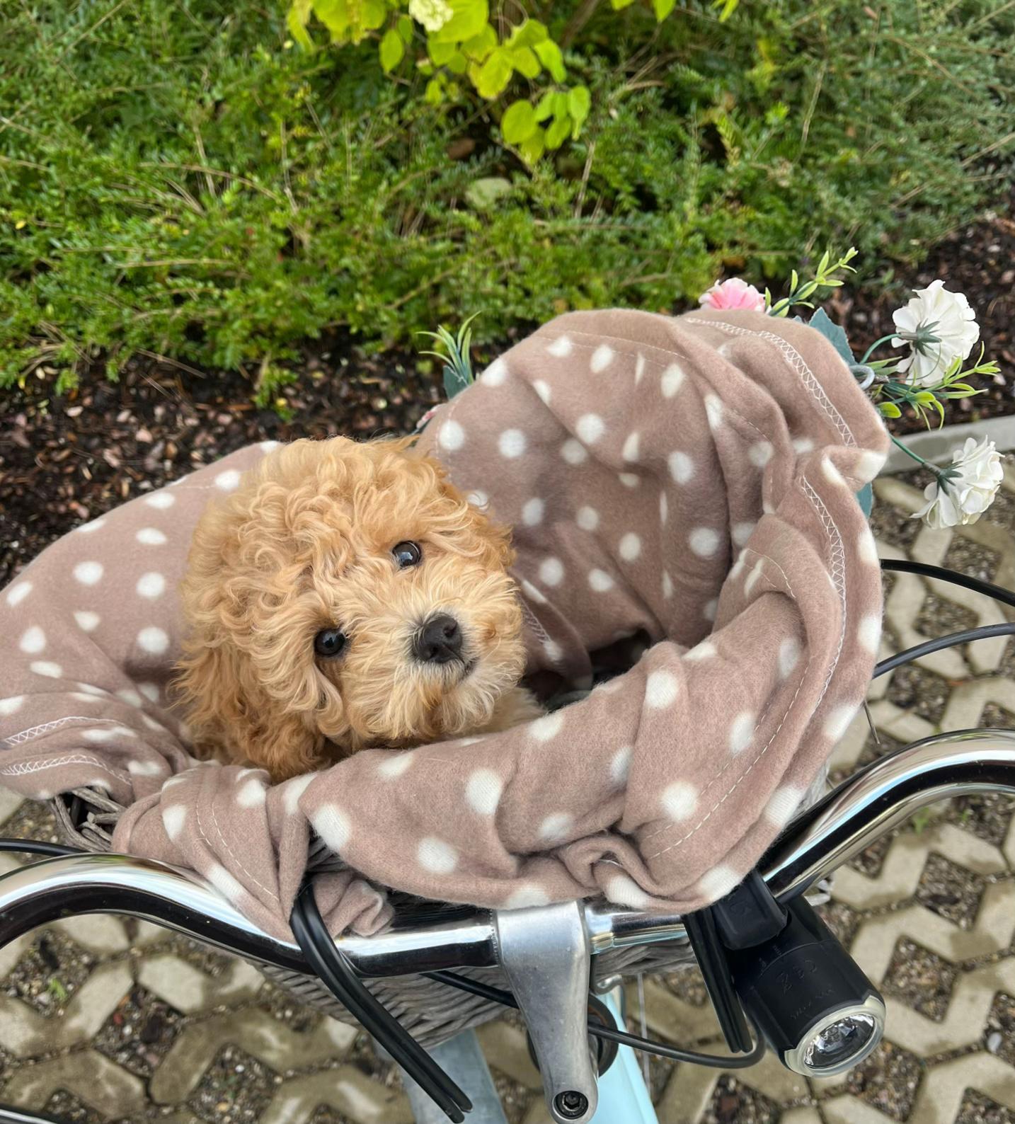 @dinothemaltipoo