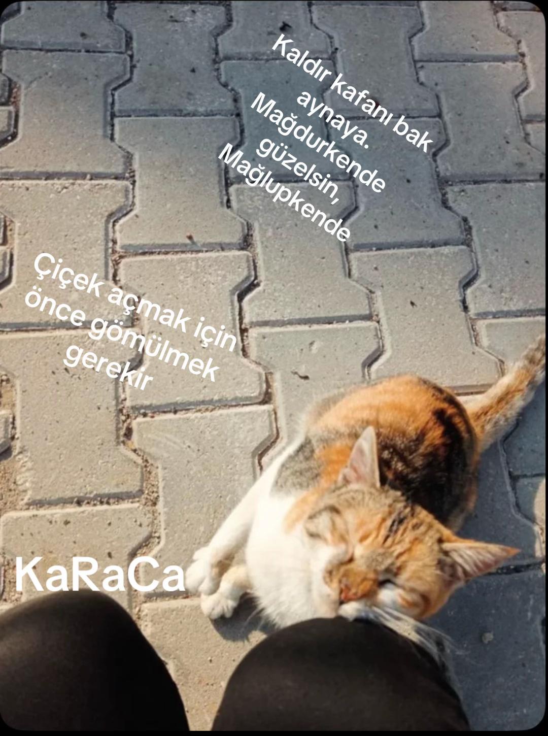 @KaRaCa