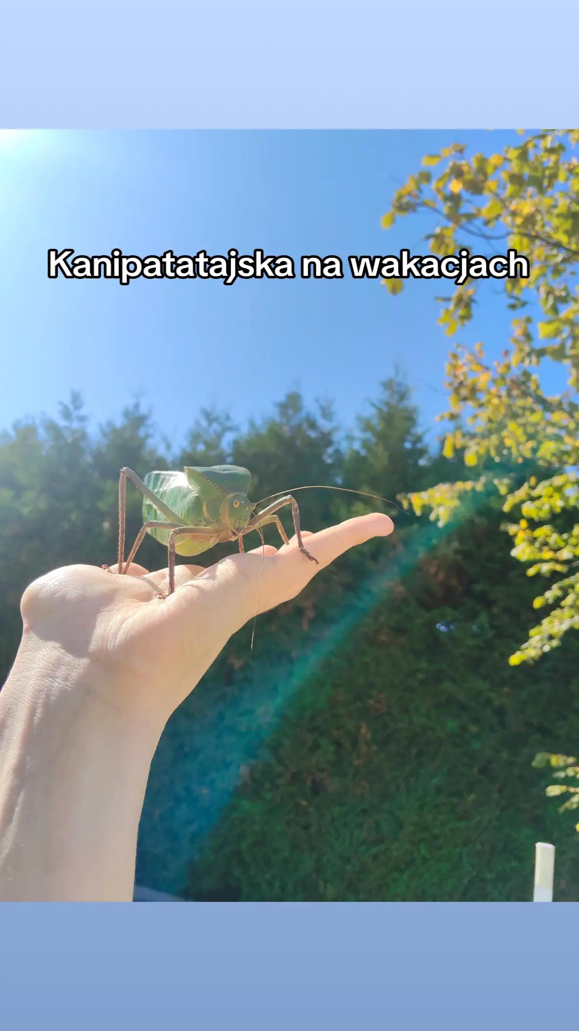 @Parrotek