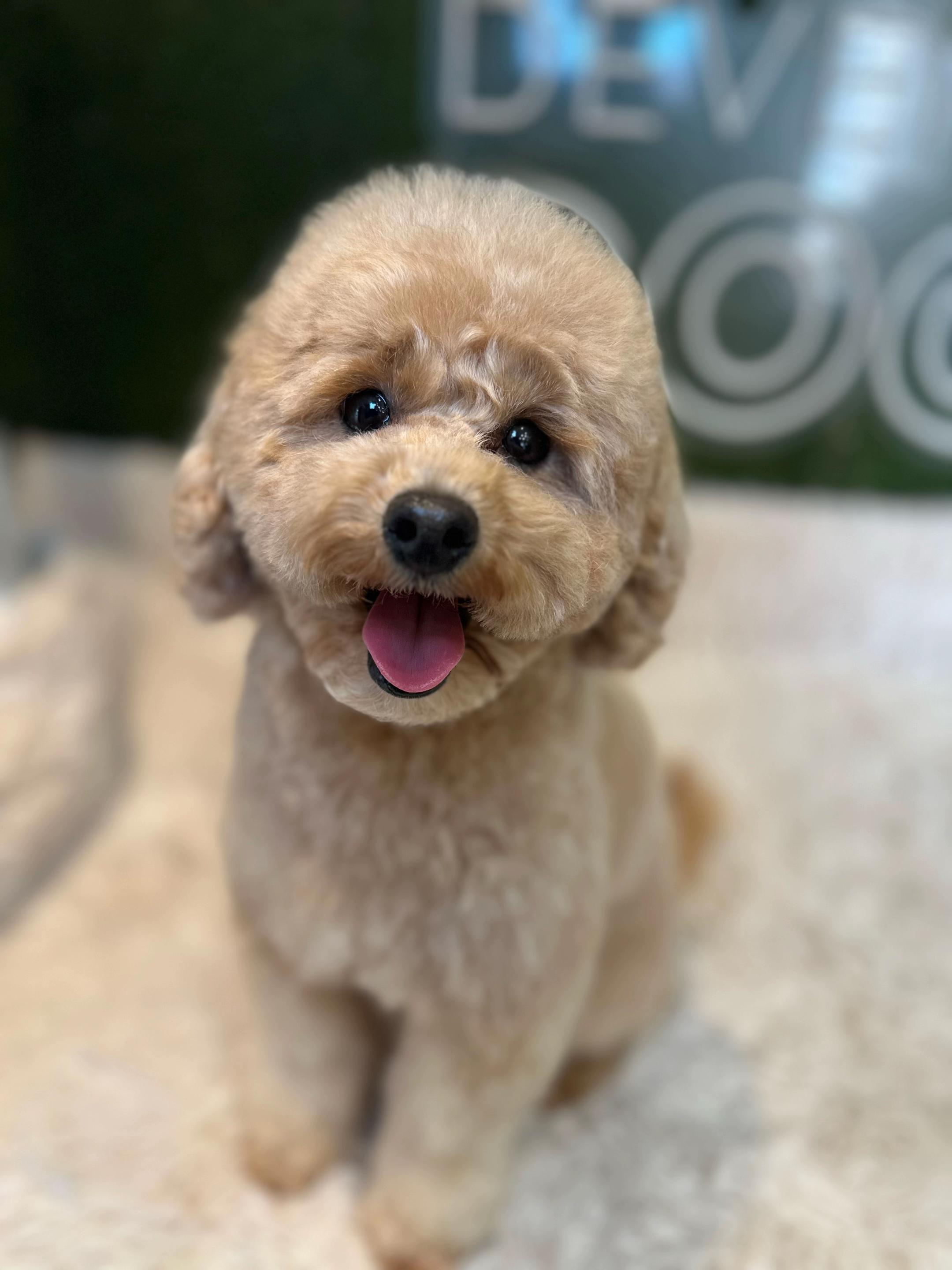 @DevenickDogs