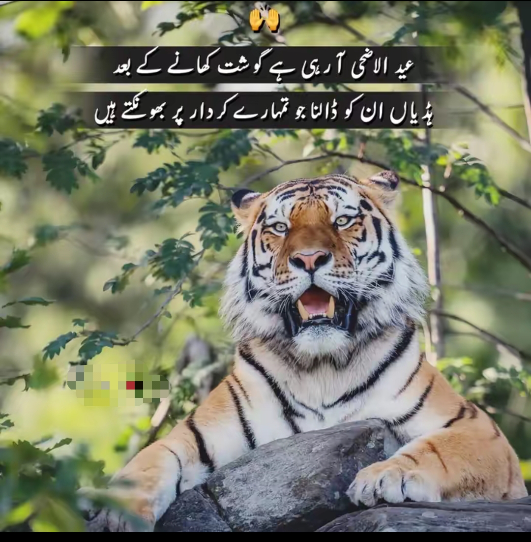 @FARHAN JANJUA ™