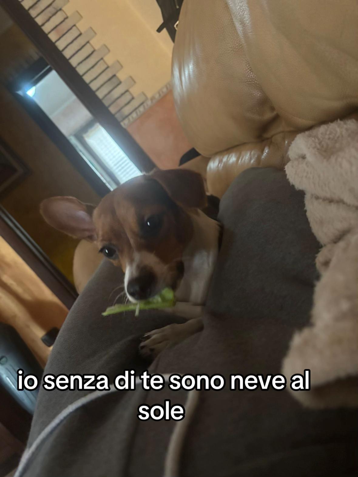 @zuzzupriv24