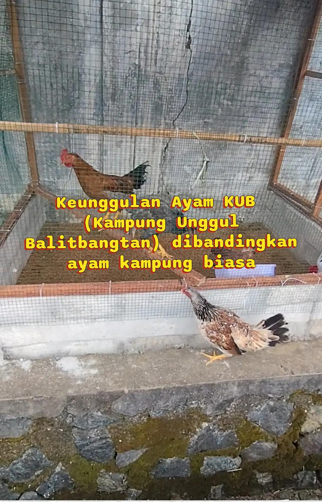 @Prasetya
