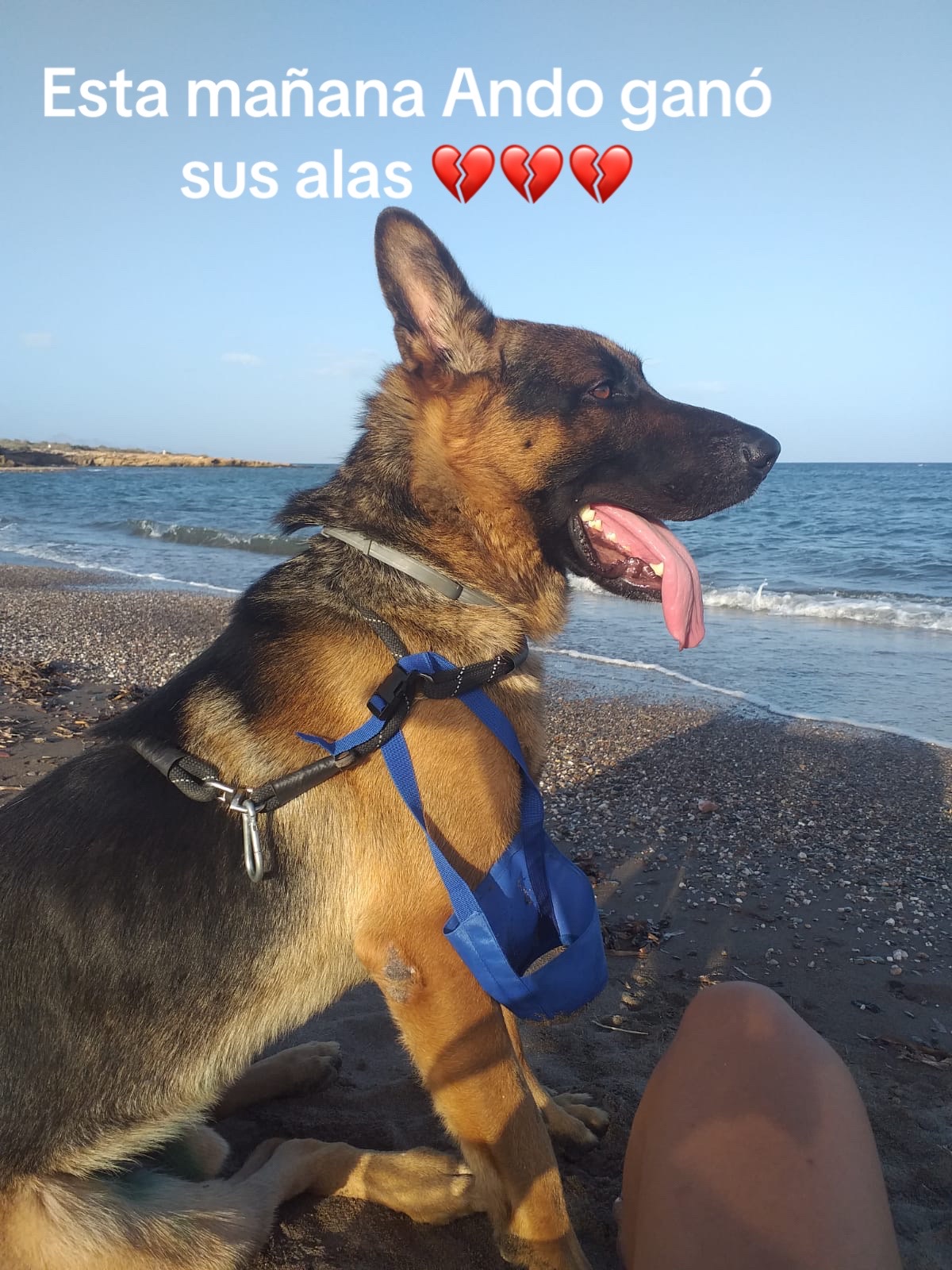 @aguiproan_protectora