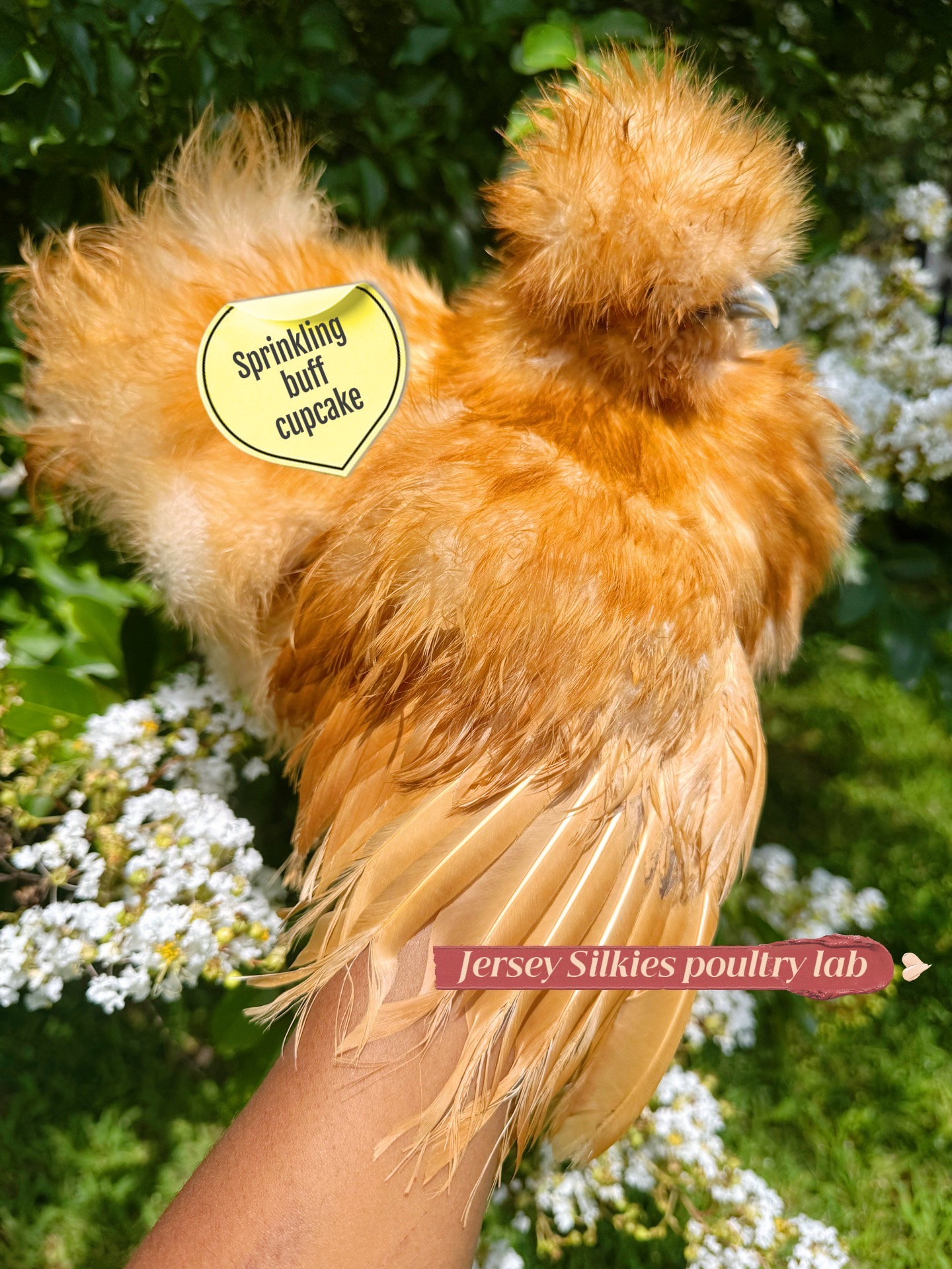 @Lavern | urban chickens
