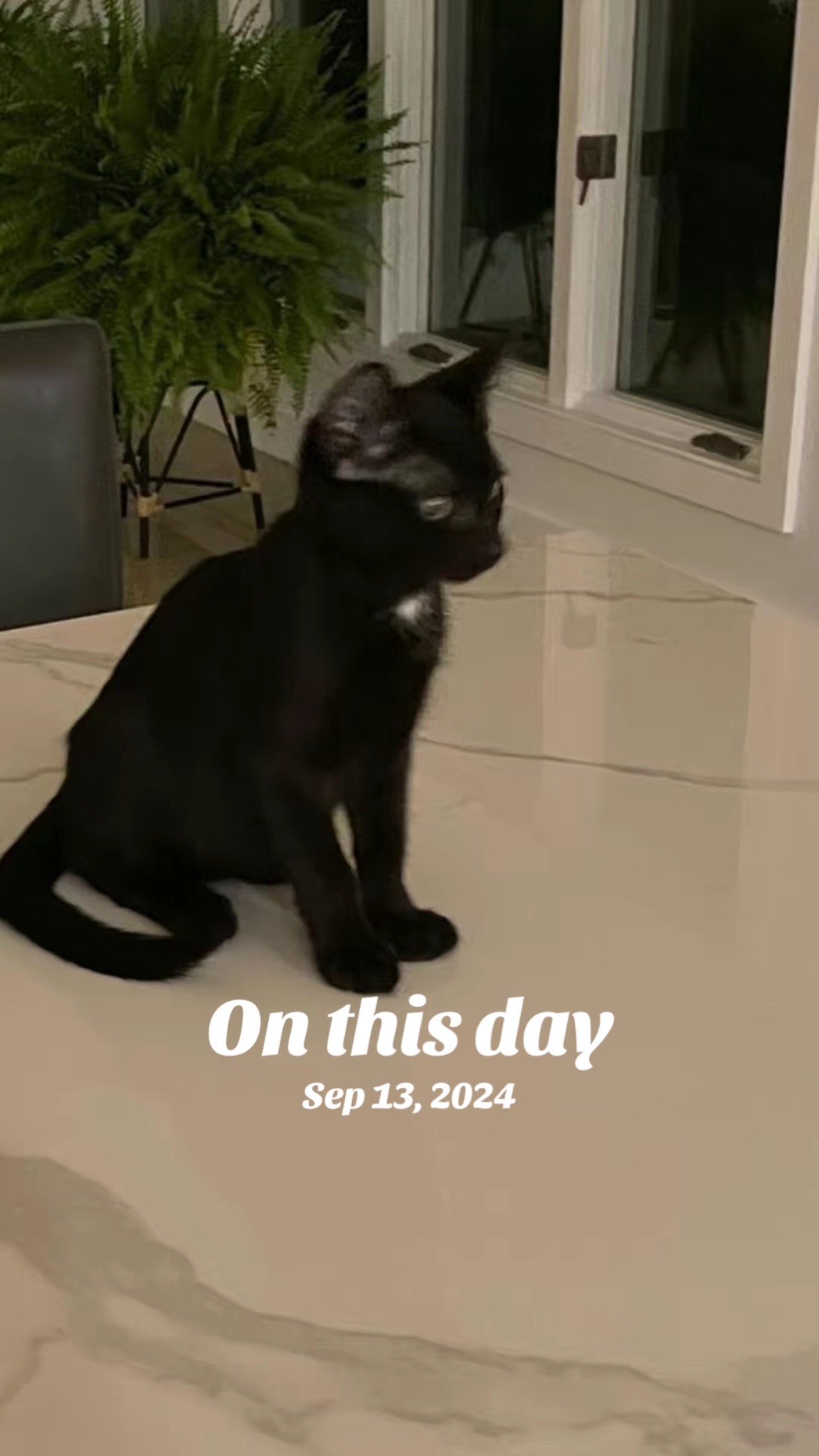 @Oscar Jeremy the cat!