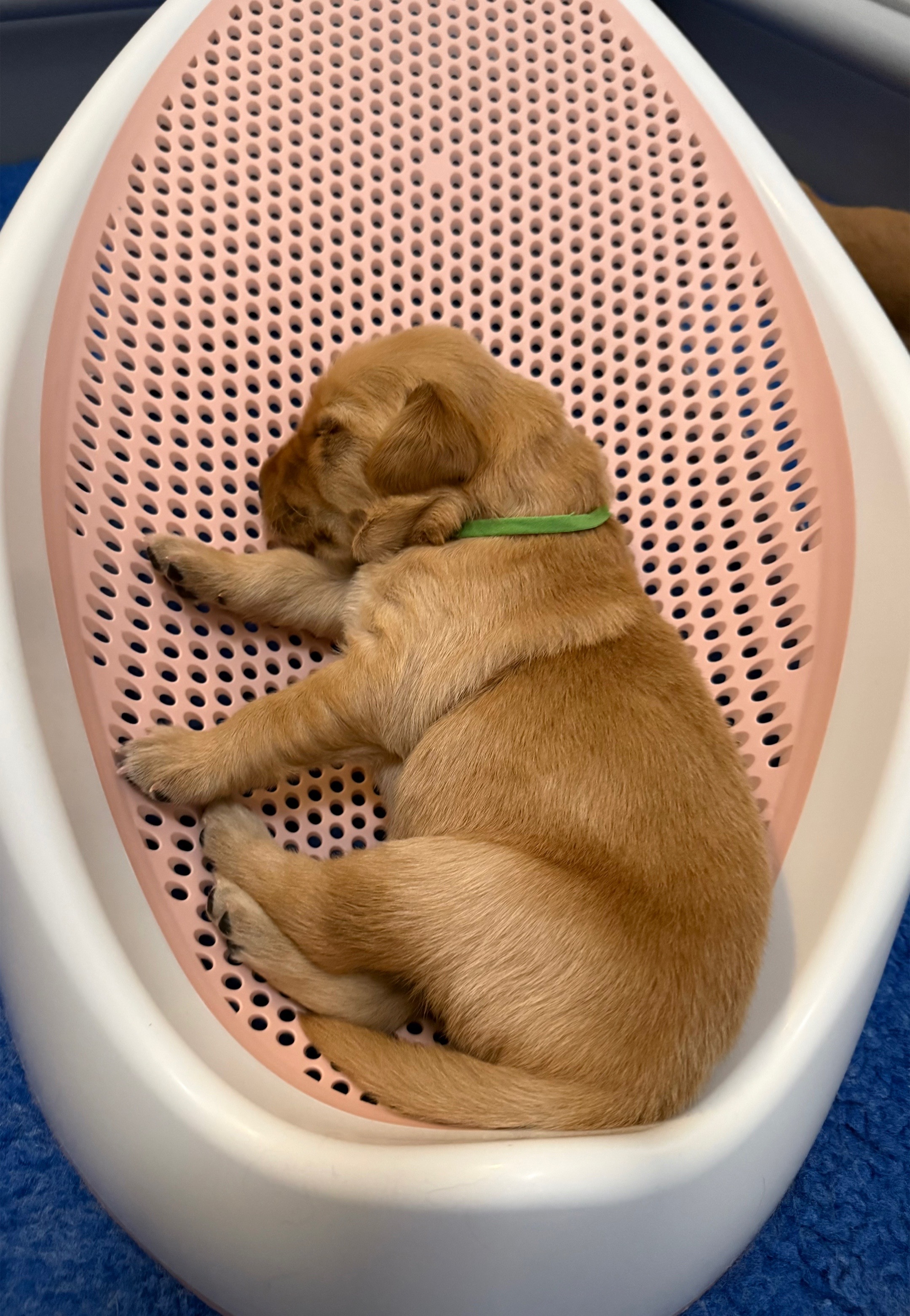 @Sages Goldens