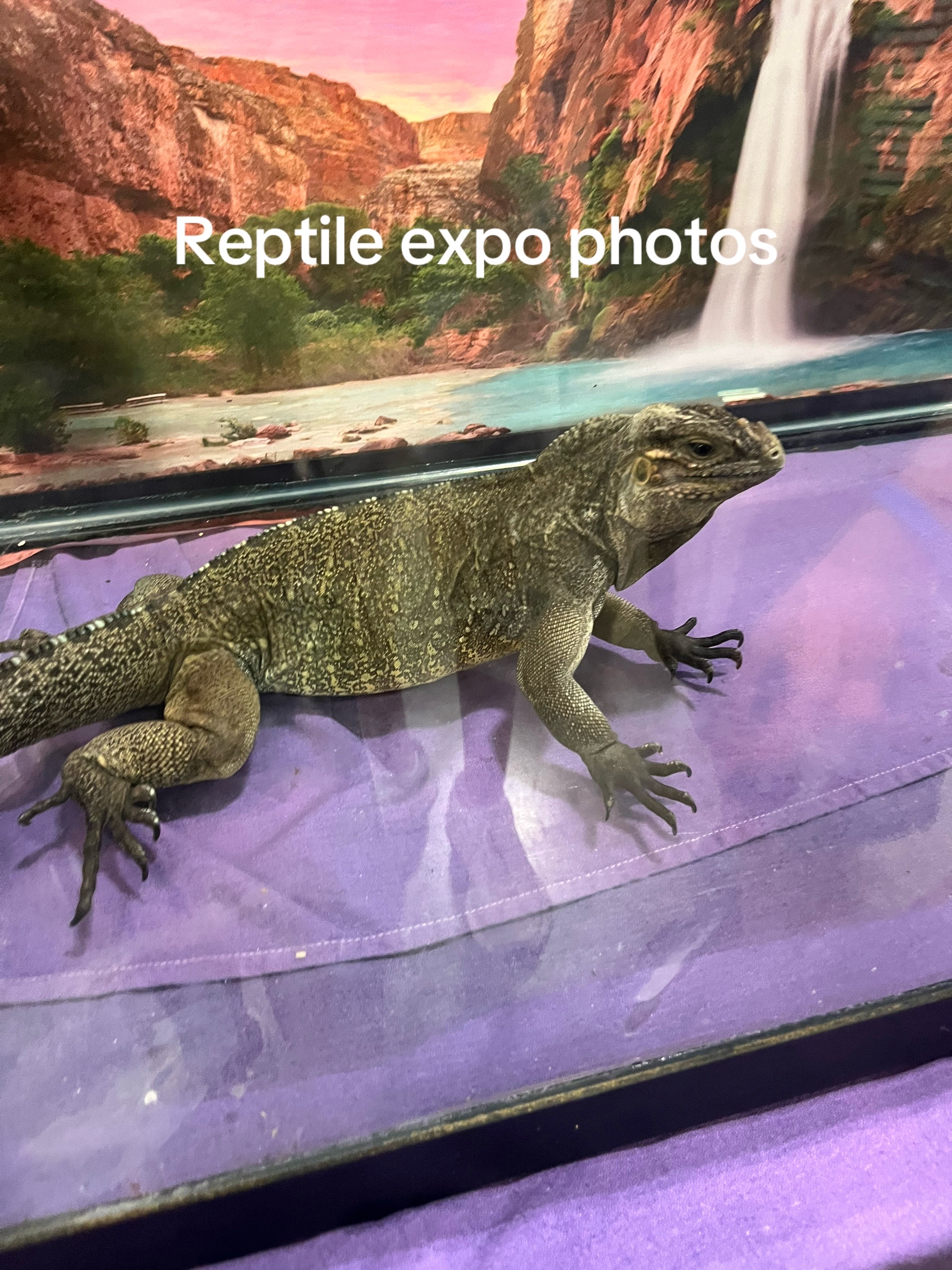 @scoprints