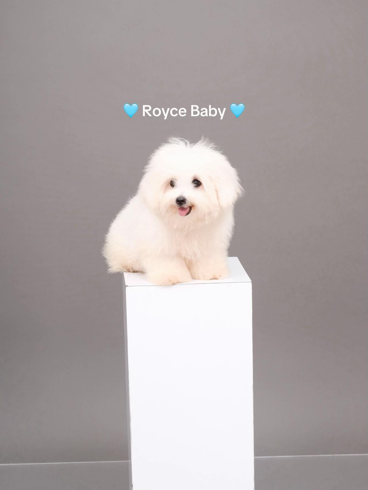 @Monseri Puppy