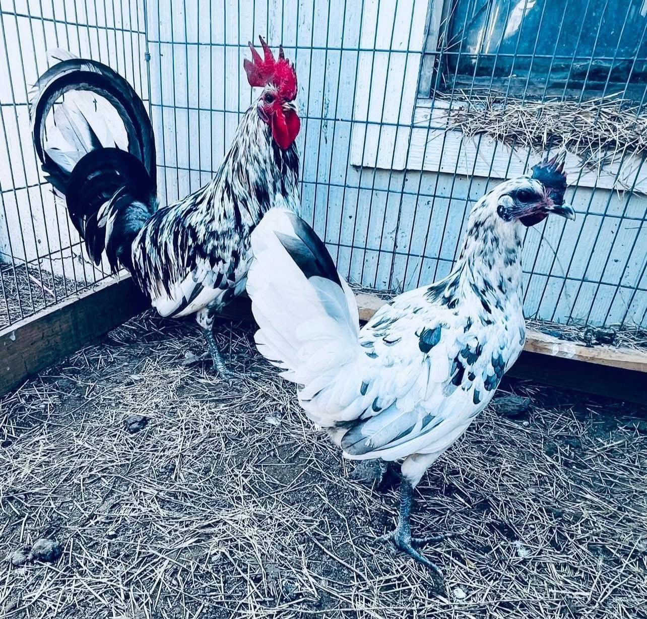 @Venturas mug gamefowl