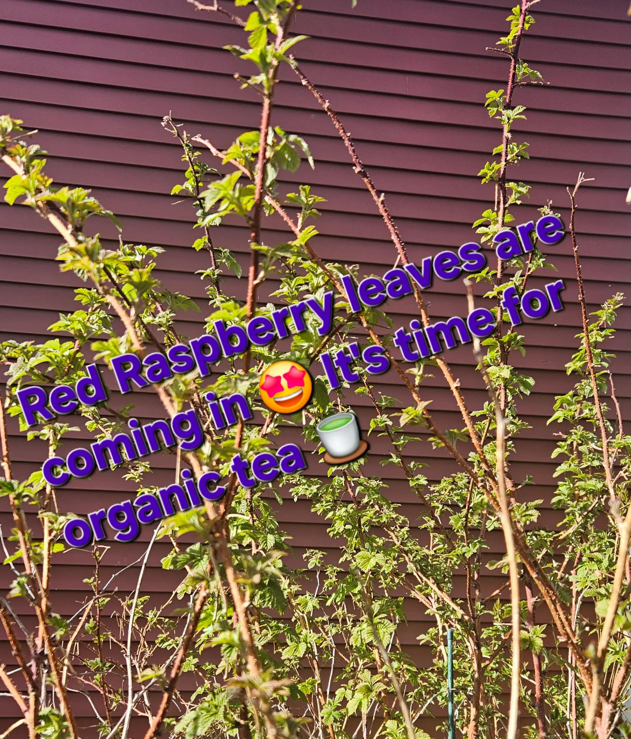 @MelodysReikiHealing