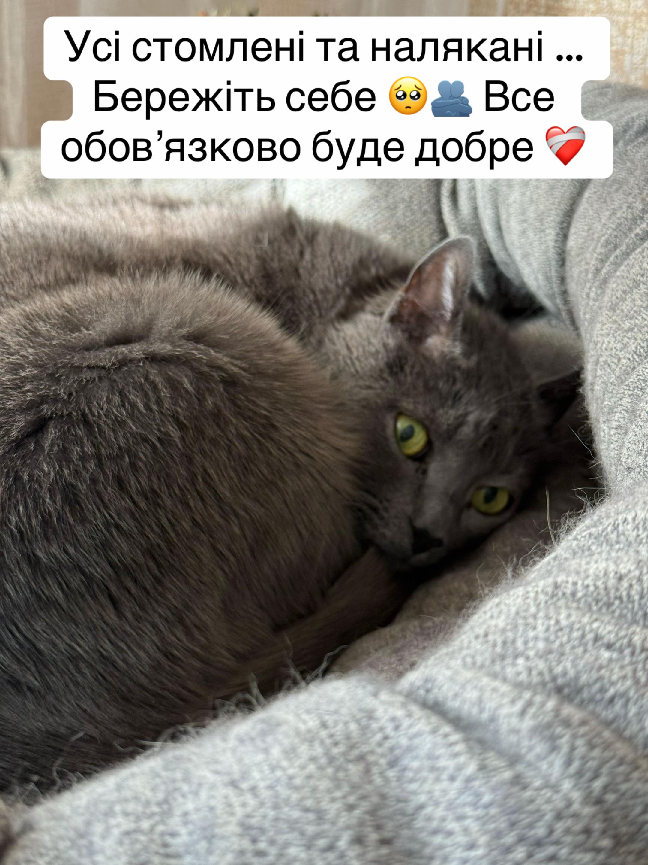 @tanya.help.animal