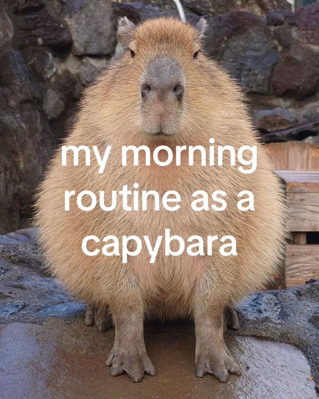 @chilllcapy