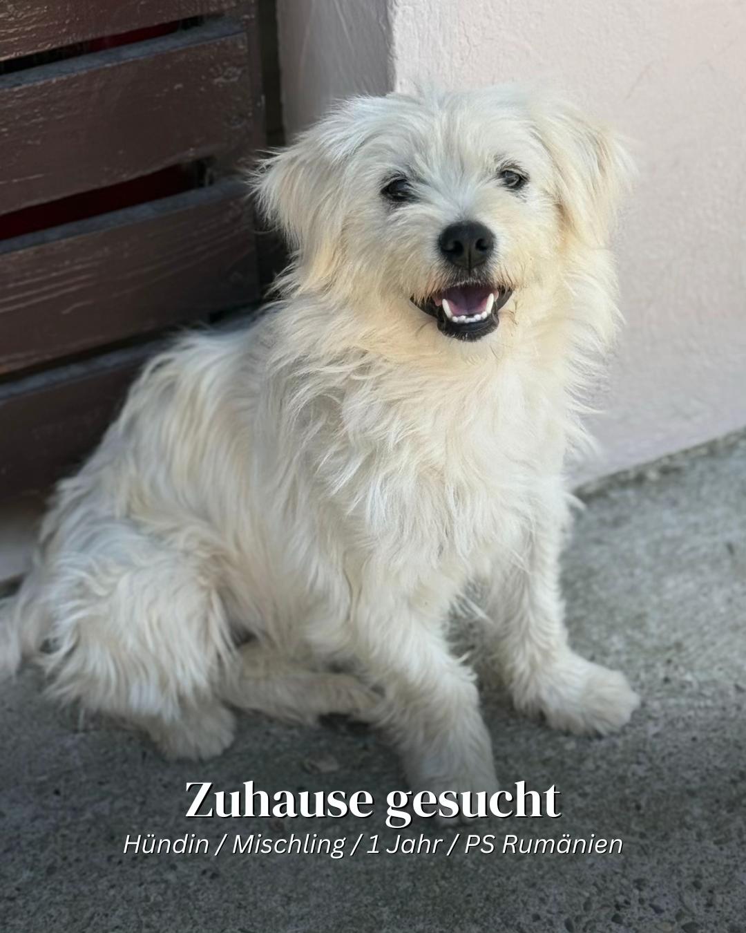 @SpecialDogs e.V.