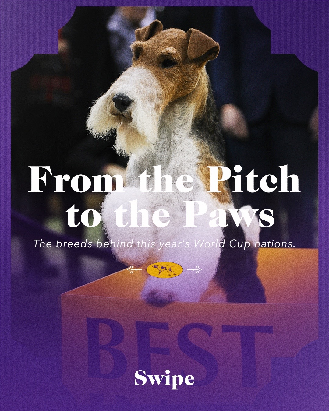 @Westminster Kennel Club