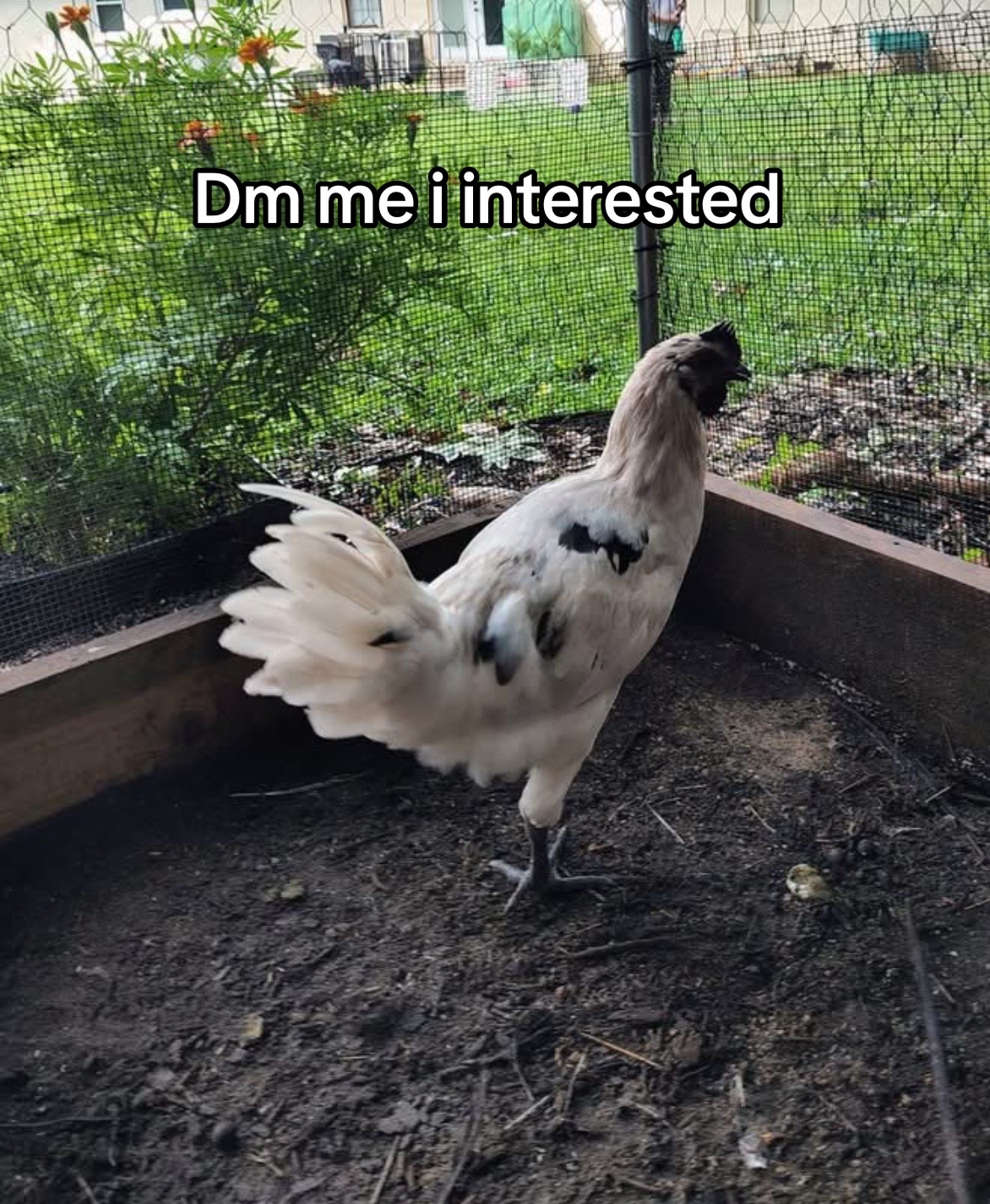 @Matthew’s Feathered Farm