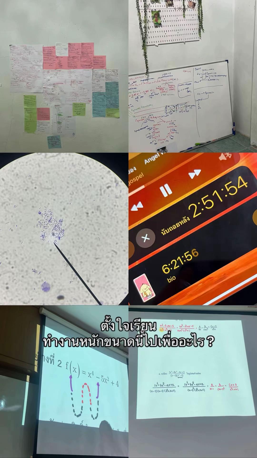 @ผักกาดอ้วน