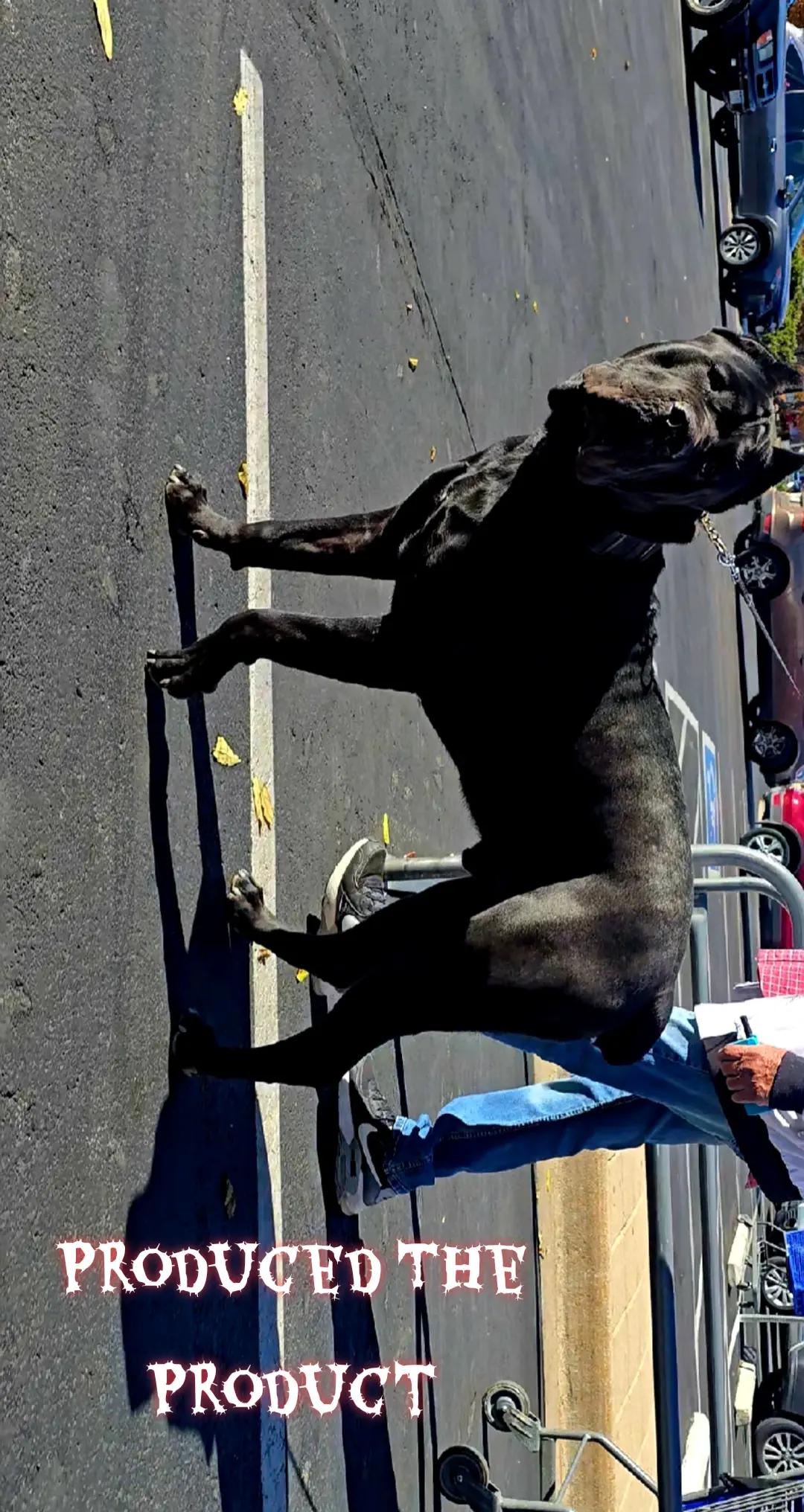@MileHigh_Cane_Corso