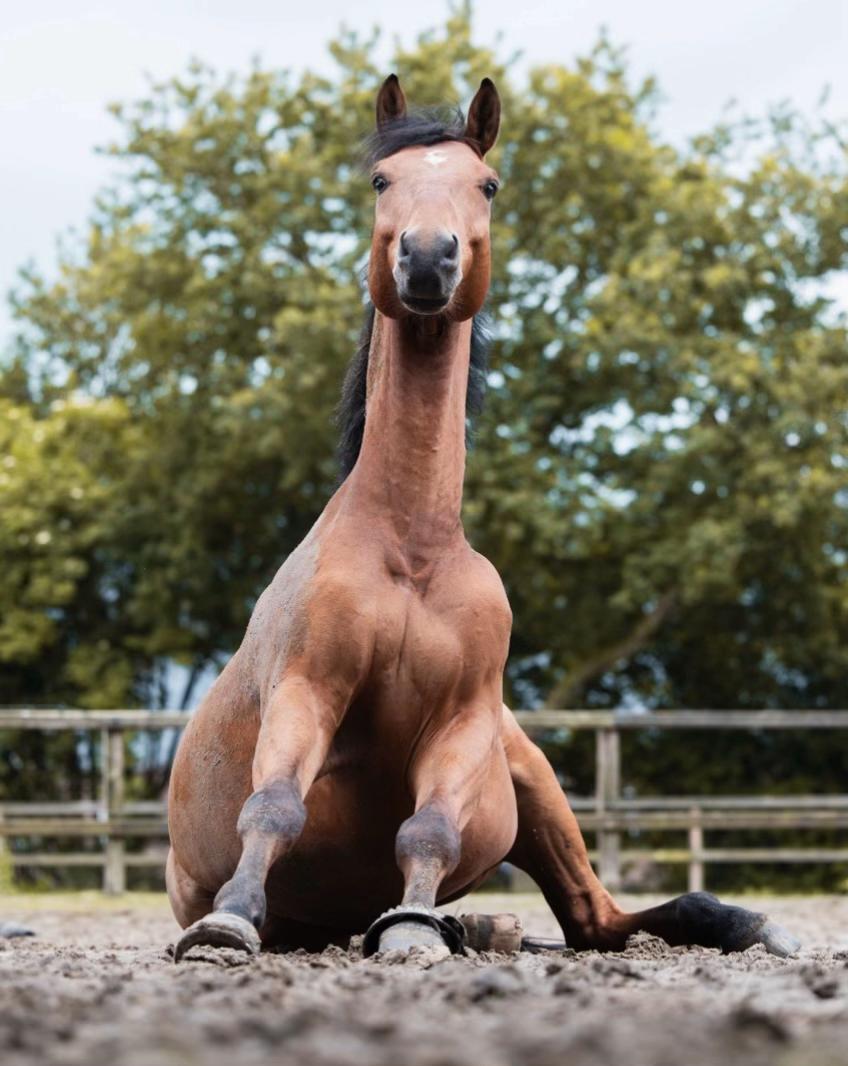 @Aeres Hippisch Centrum