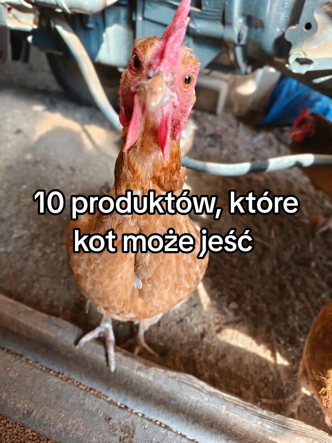 @KochamKurki❤️🐔