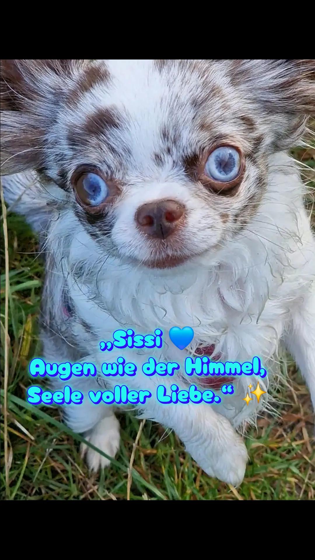 @🌸🐾꧁ 𝒮𝒶𝓃𝓃𝒾 ꧂🐾🌸