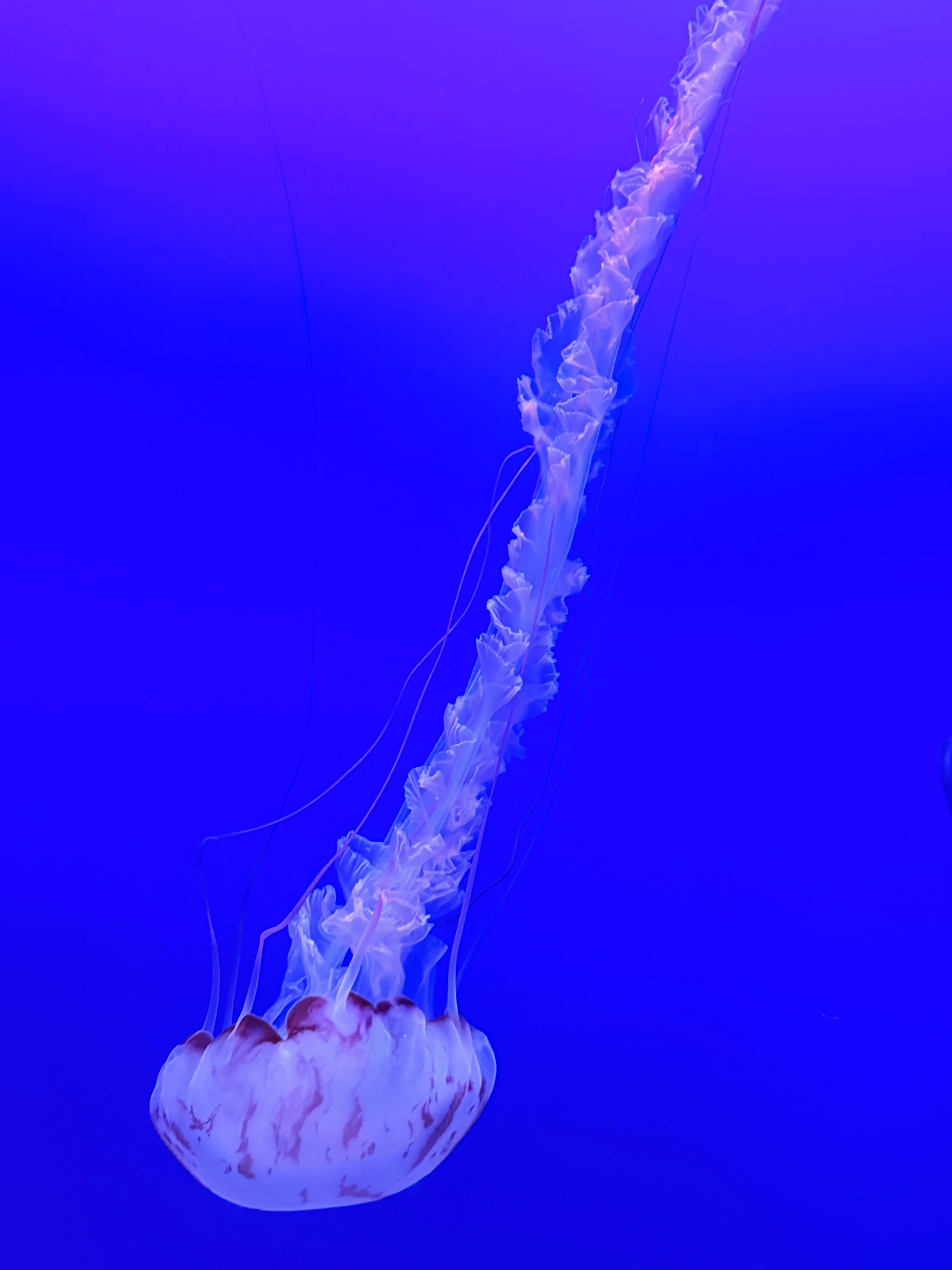 @𝓝𝓪𝓽𝓮