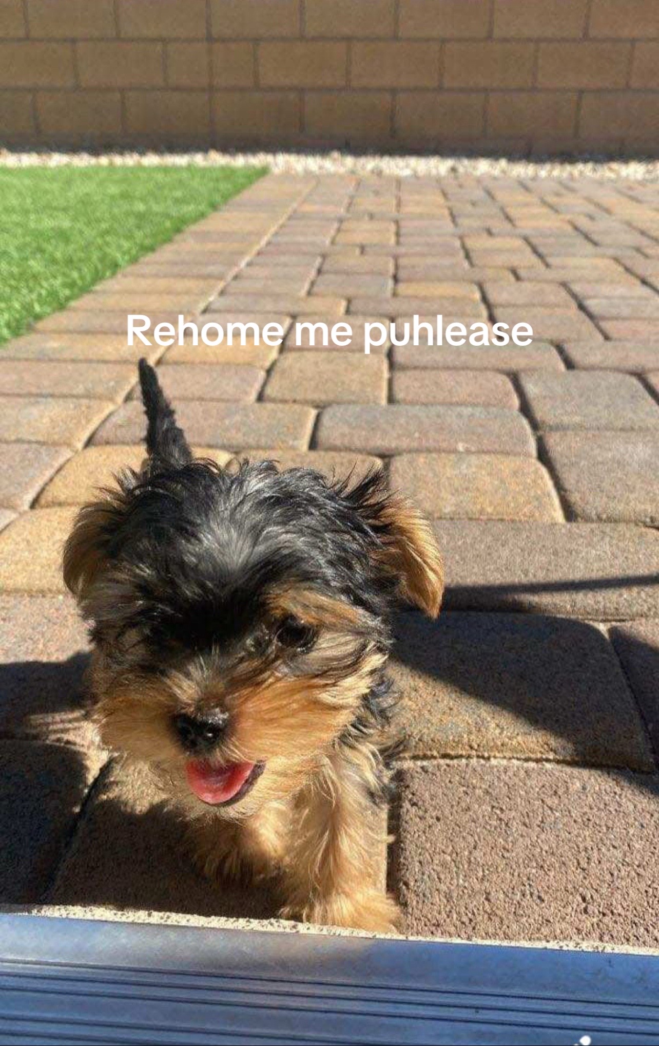 @Dee_Aleshanee