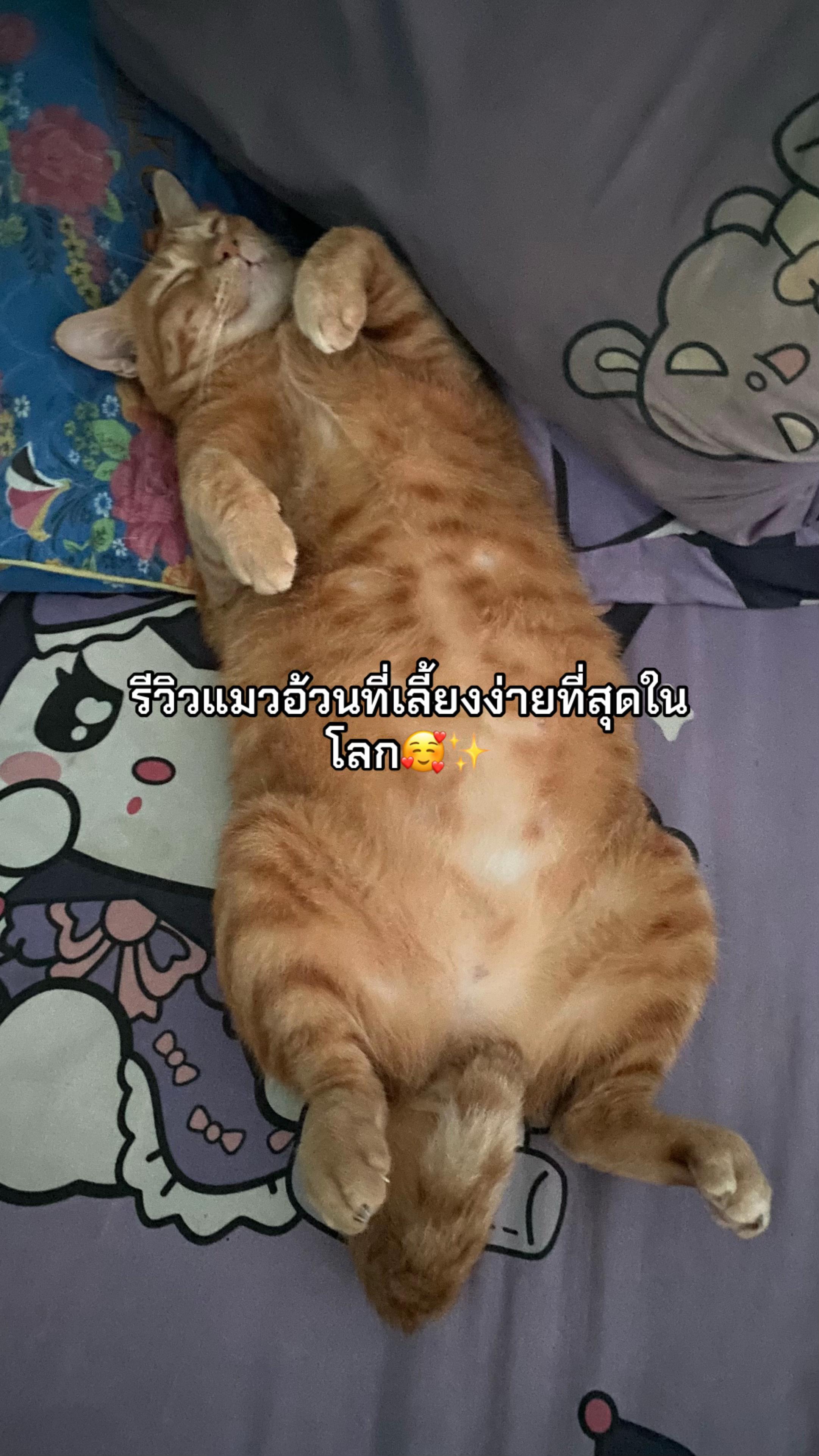 @ม๊ะมี๊ที่มีลูกเป็นแมวหนัก8โล🍒