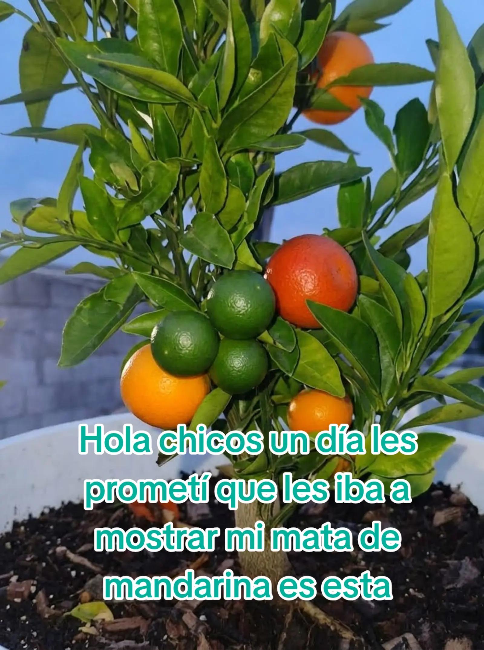 @Rosy Jimenez