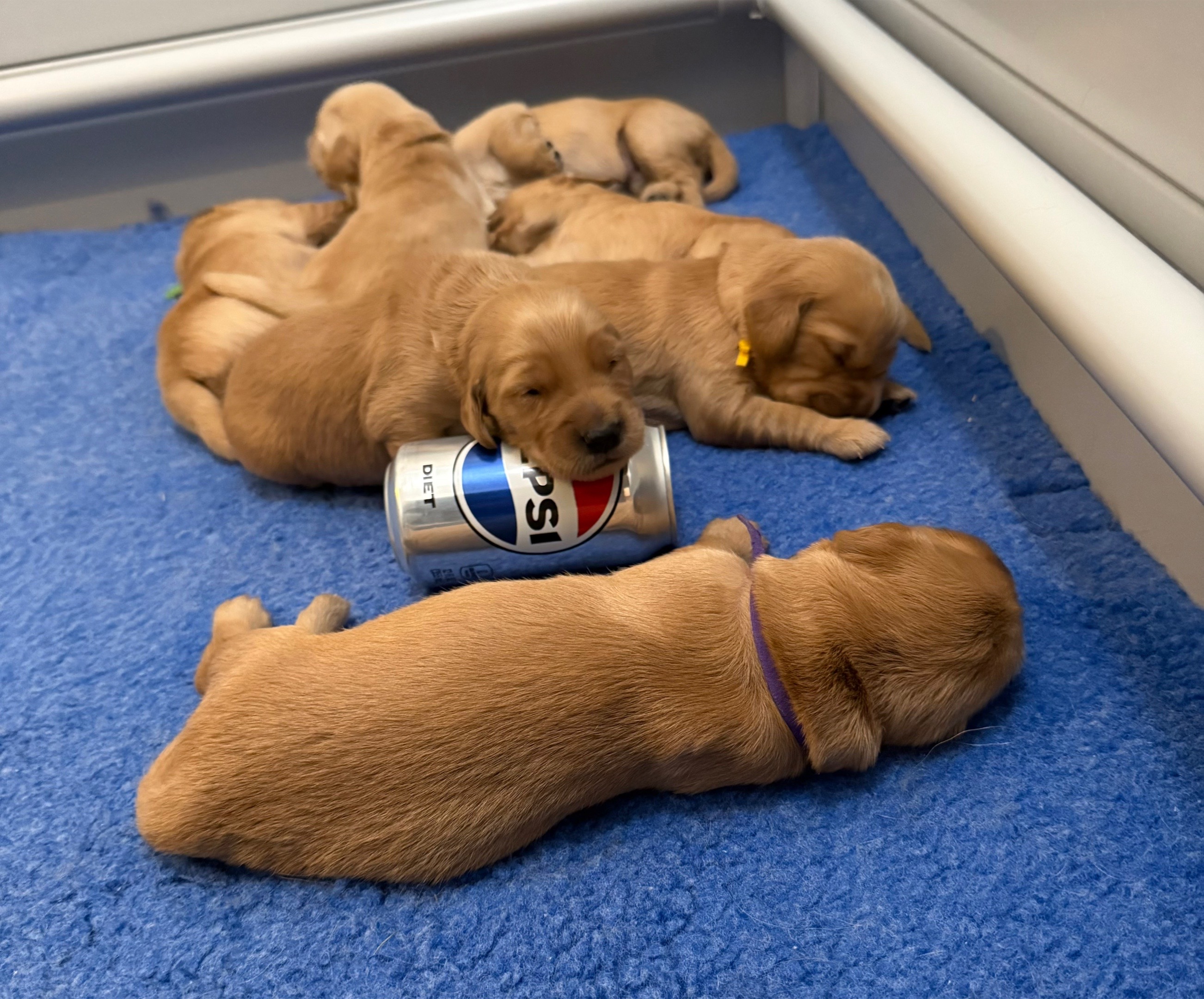 @Sages Goldens