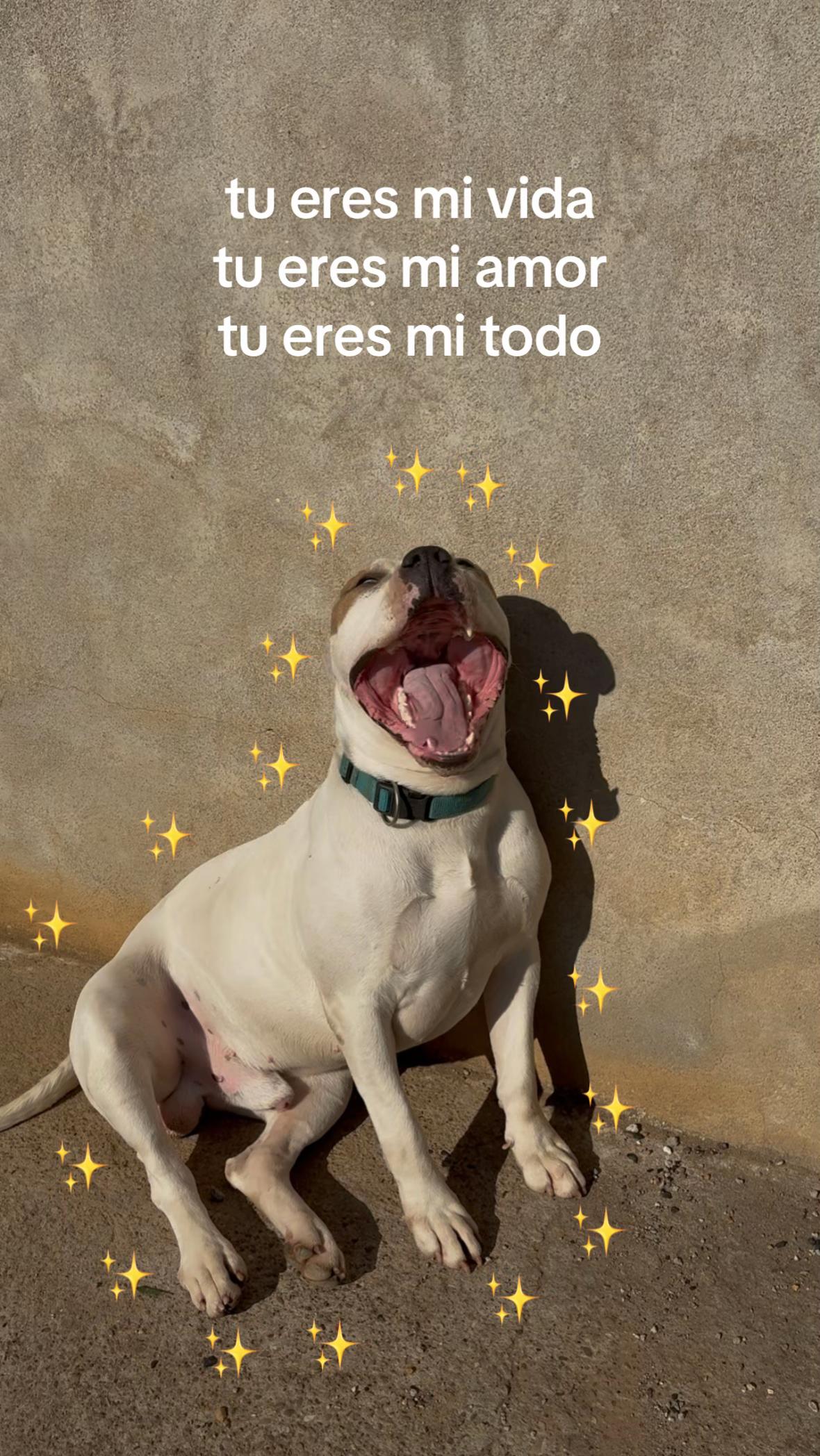 @lia🐆