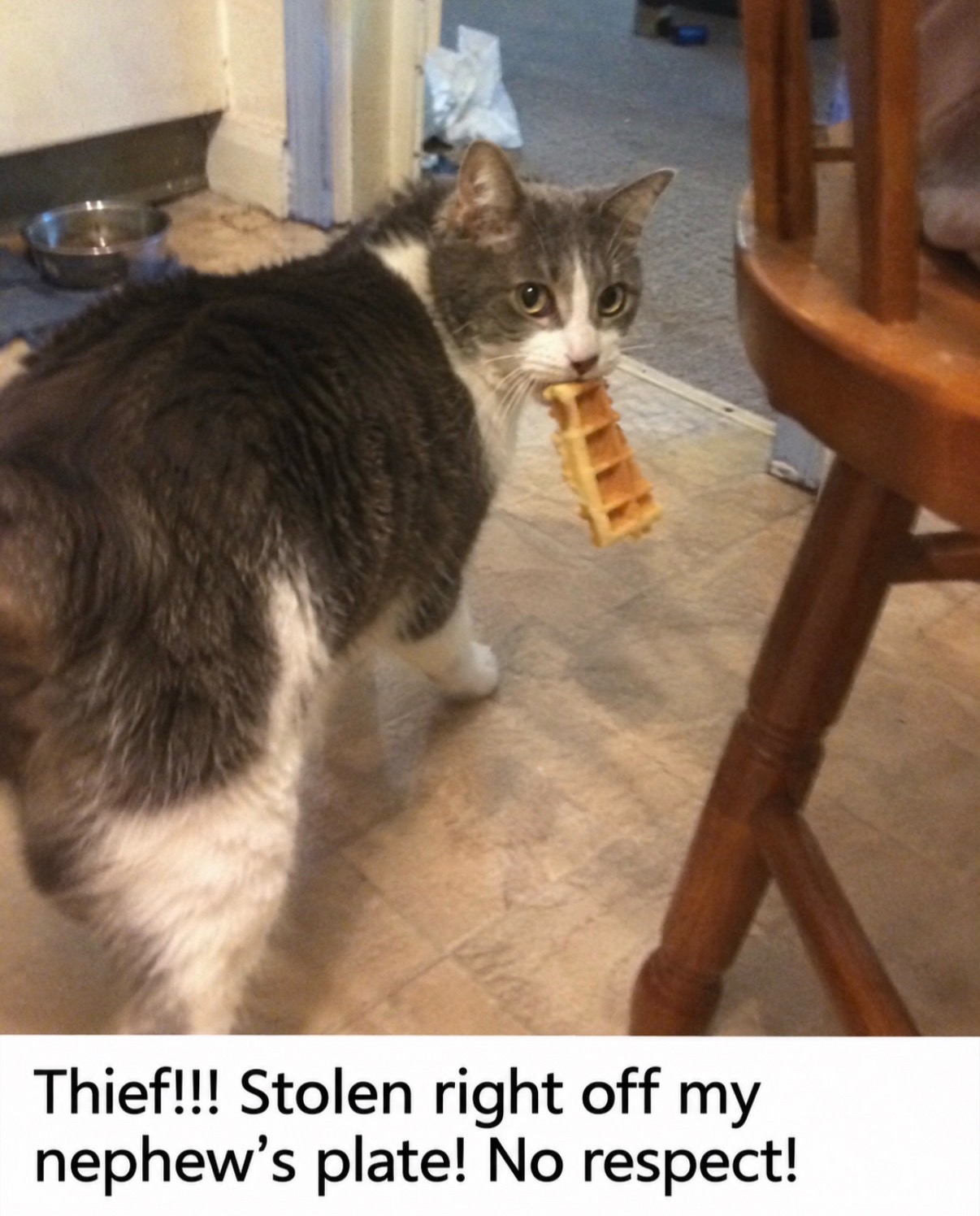 @cat memes