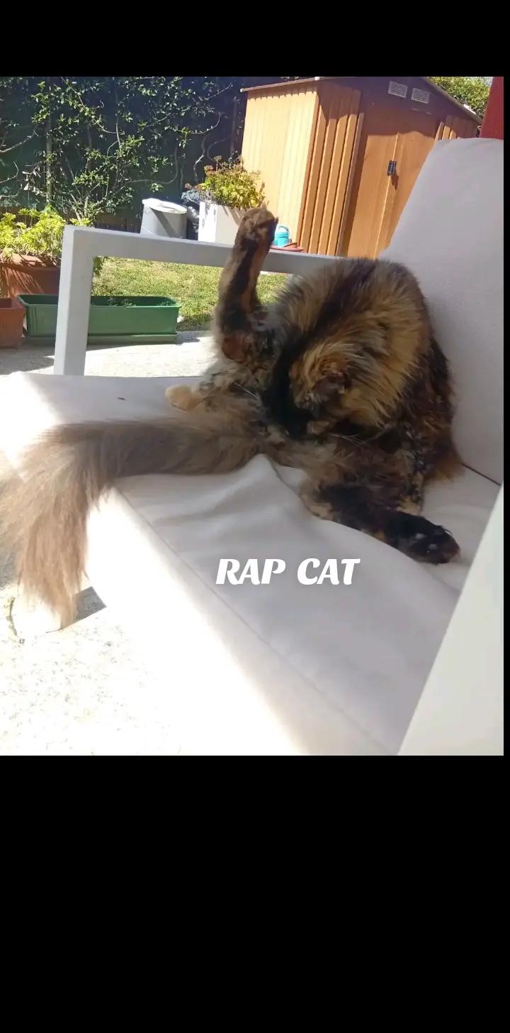@RAP  CAT