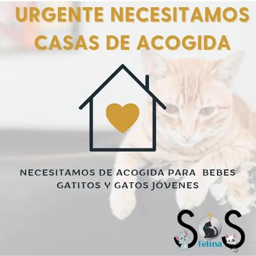 @SOS FELINA TENERIFE