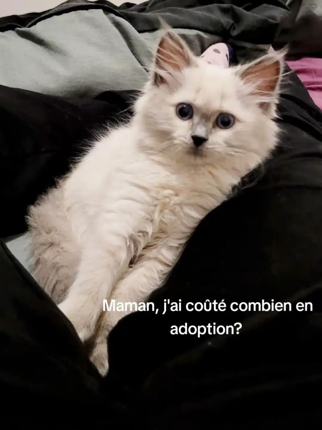 @LesMoustachus