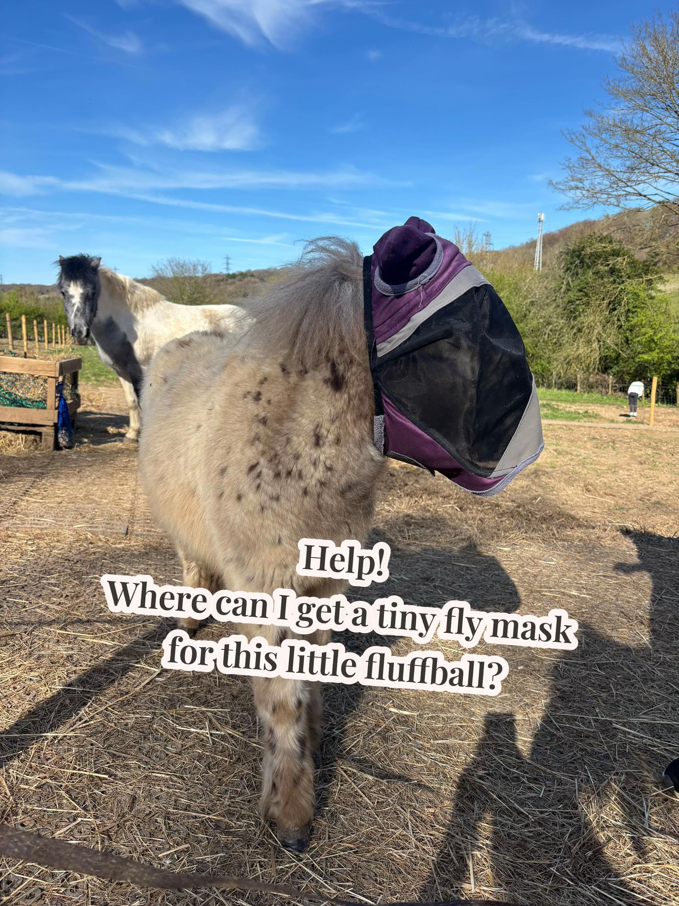 @The Novice Rider