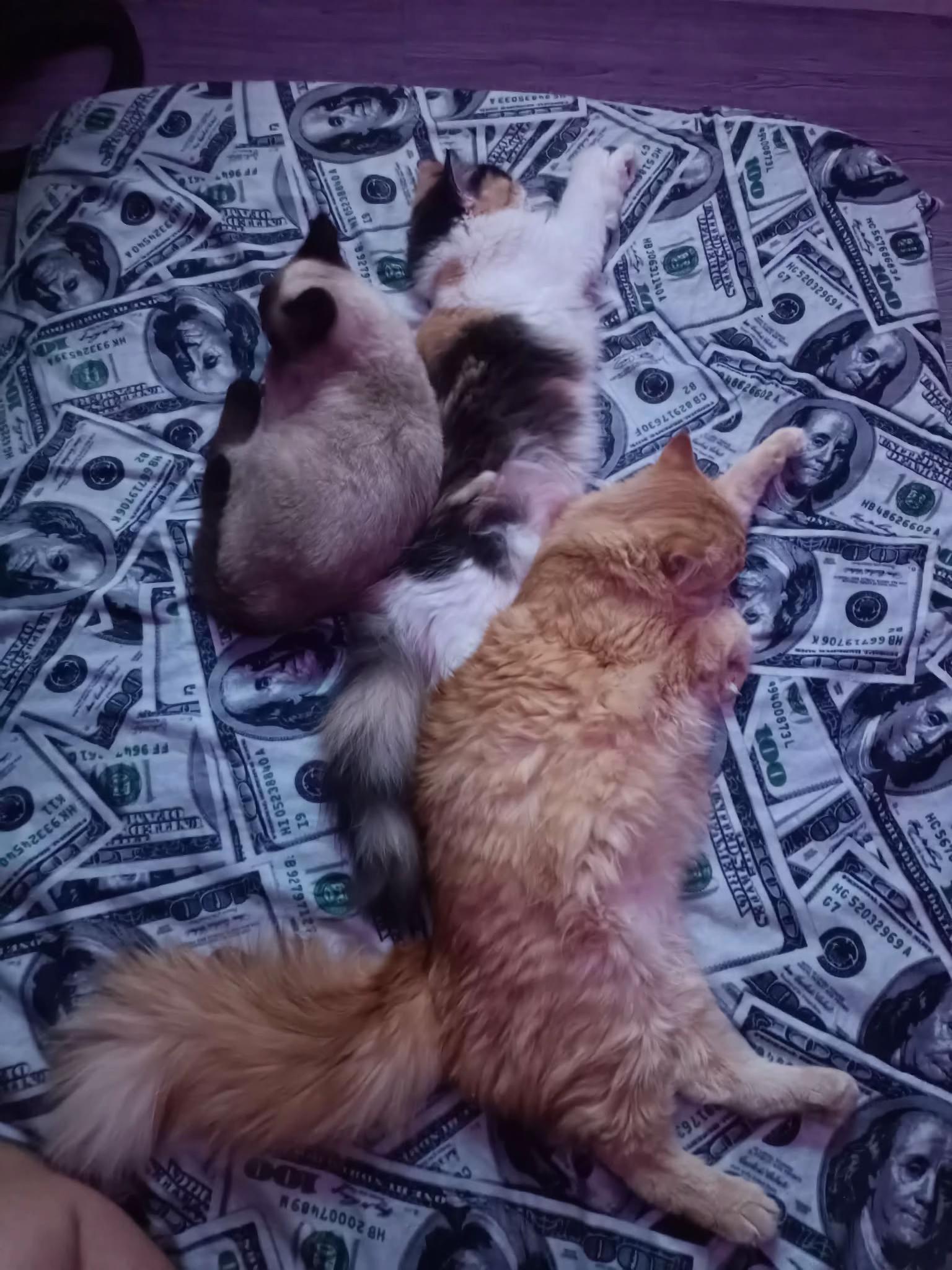 @TheCatFather