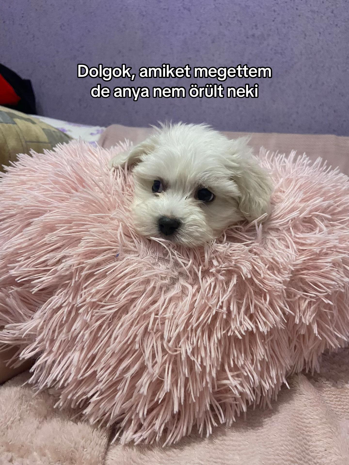 @🎀