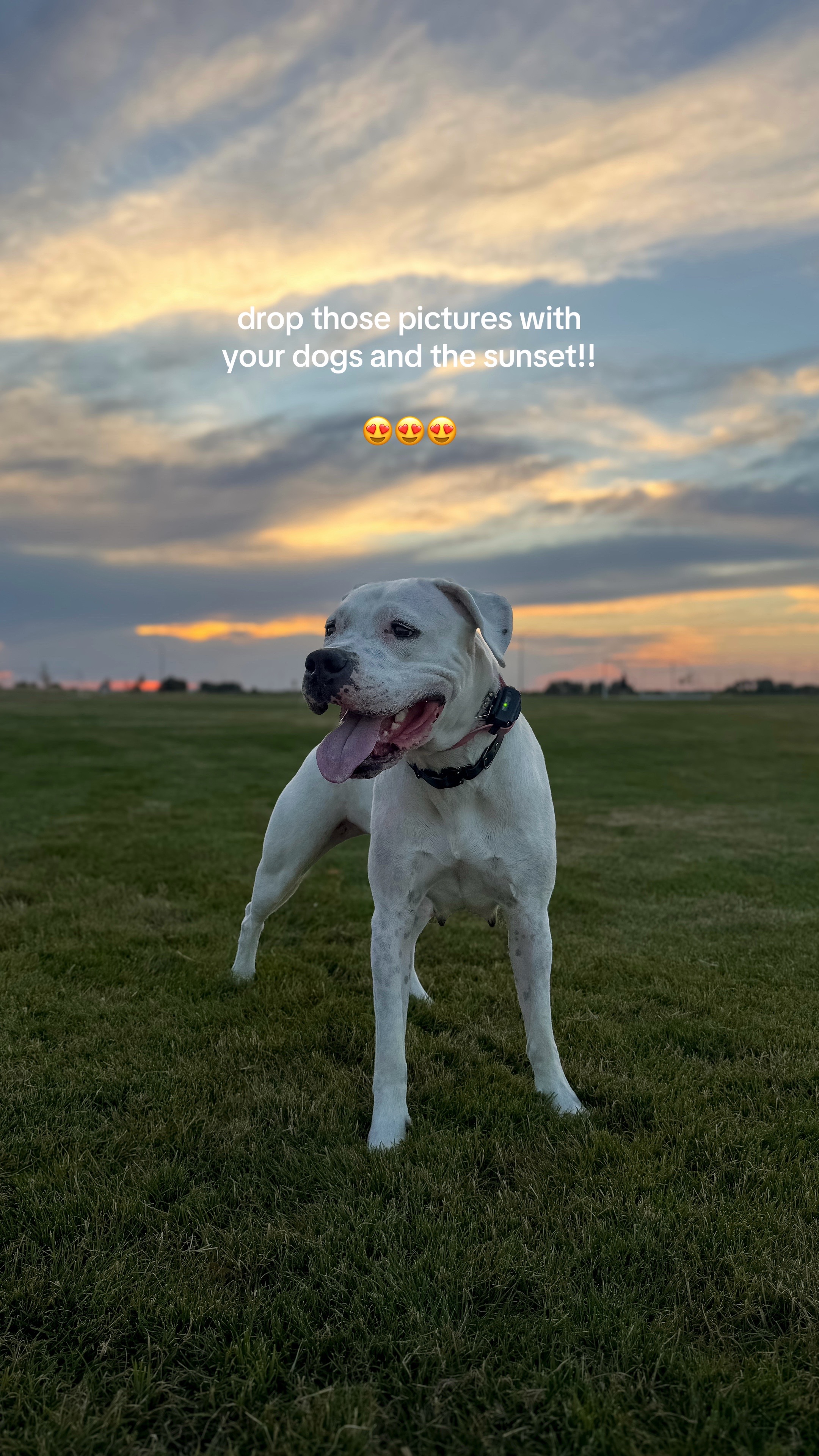 @Dogos of Idaho