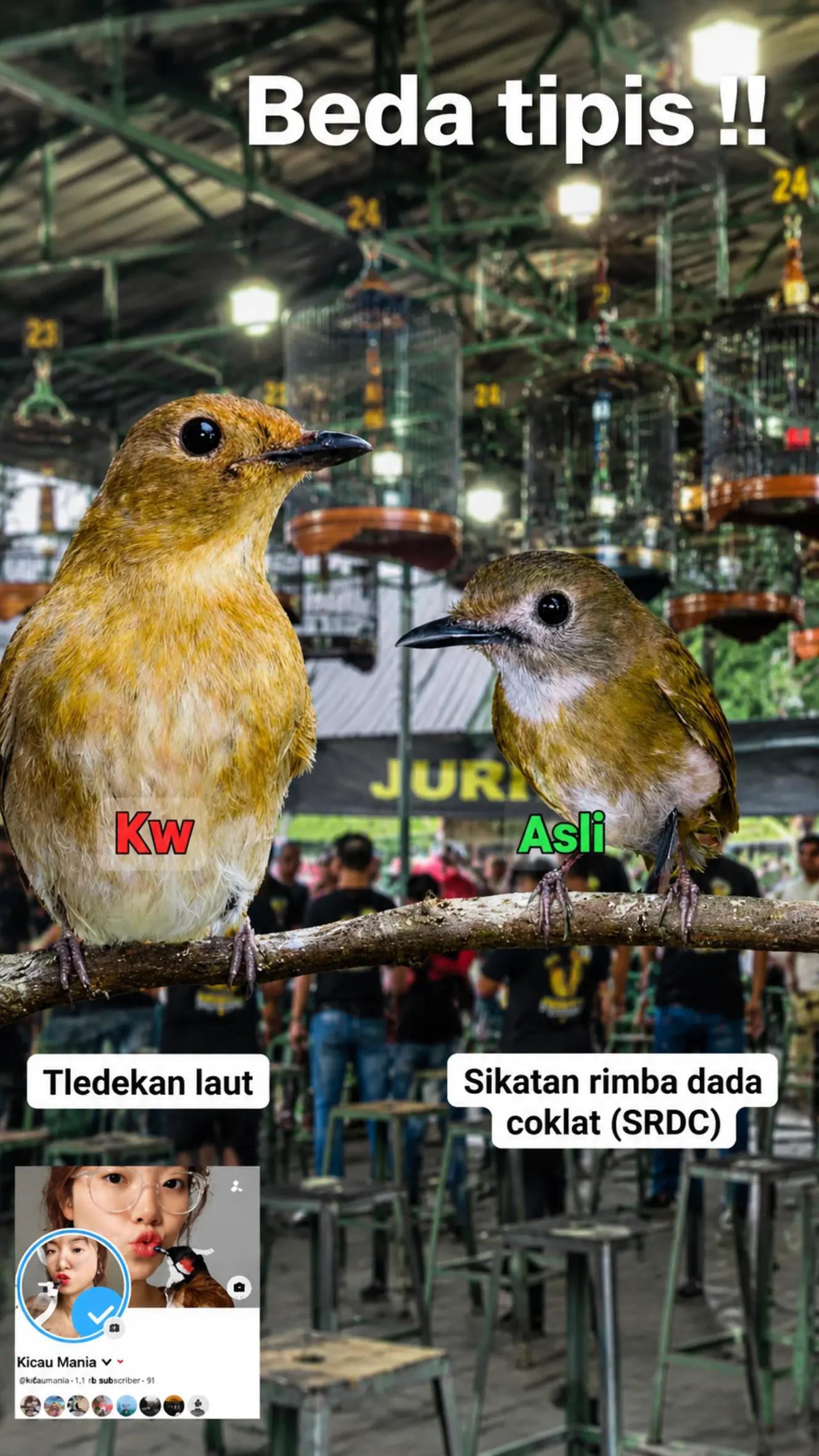 @fbkicaumania