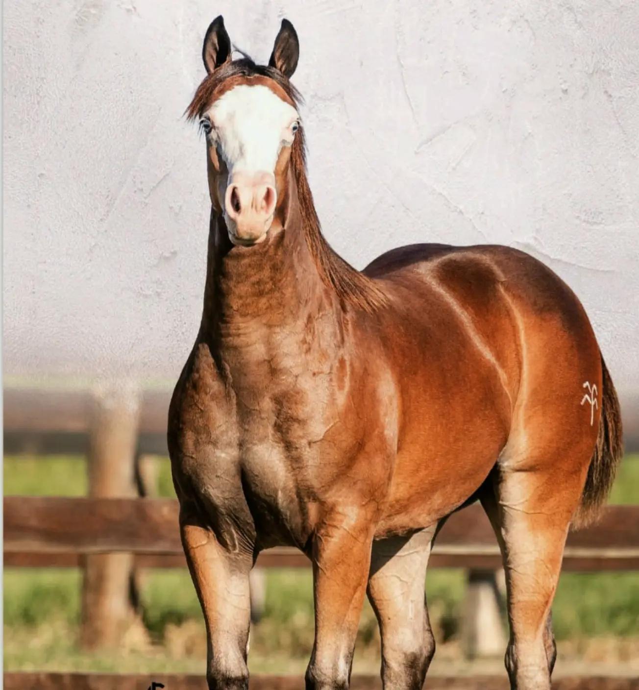 @haras amorim