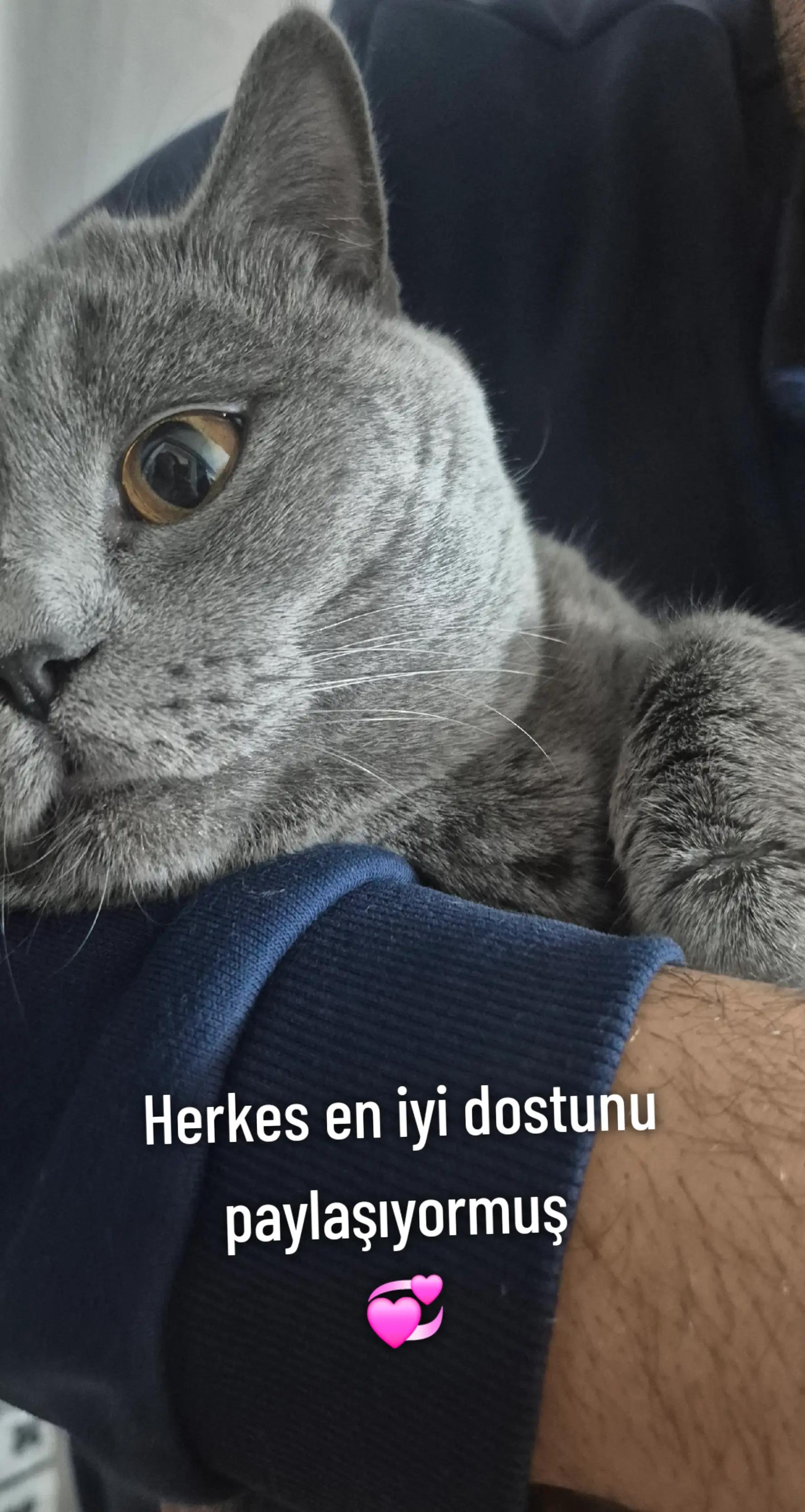 @Gülcan Kartal