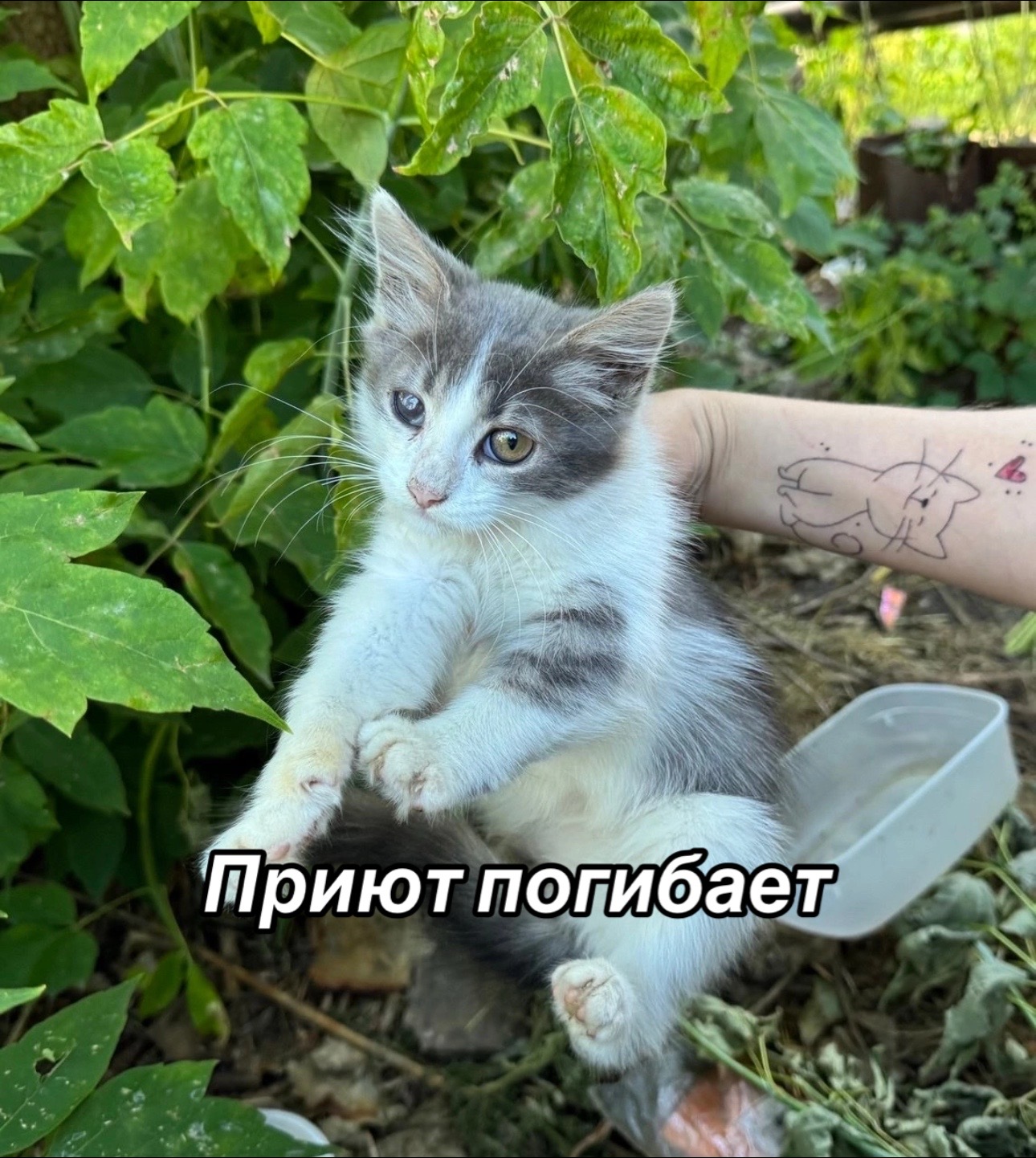@Приют Потеряшка